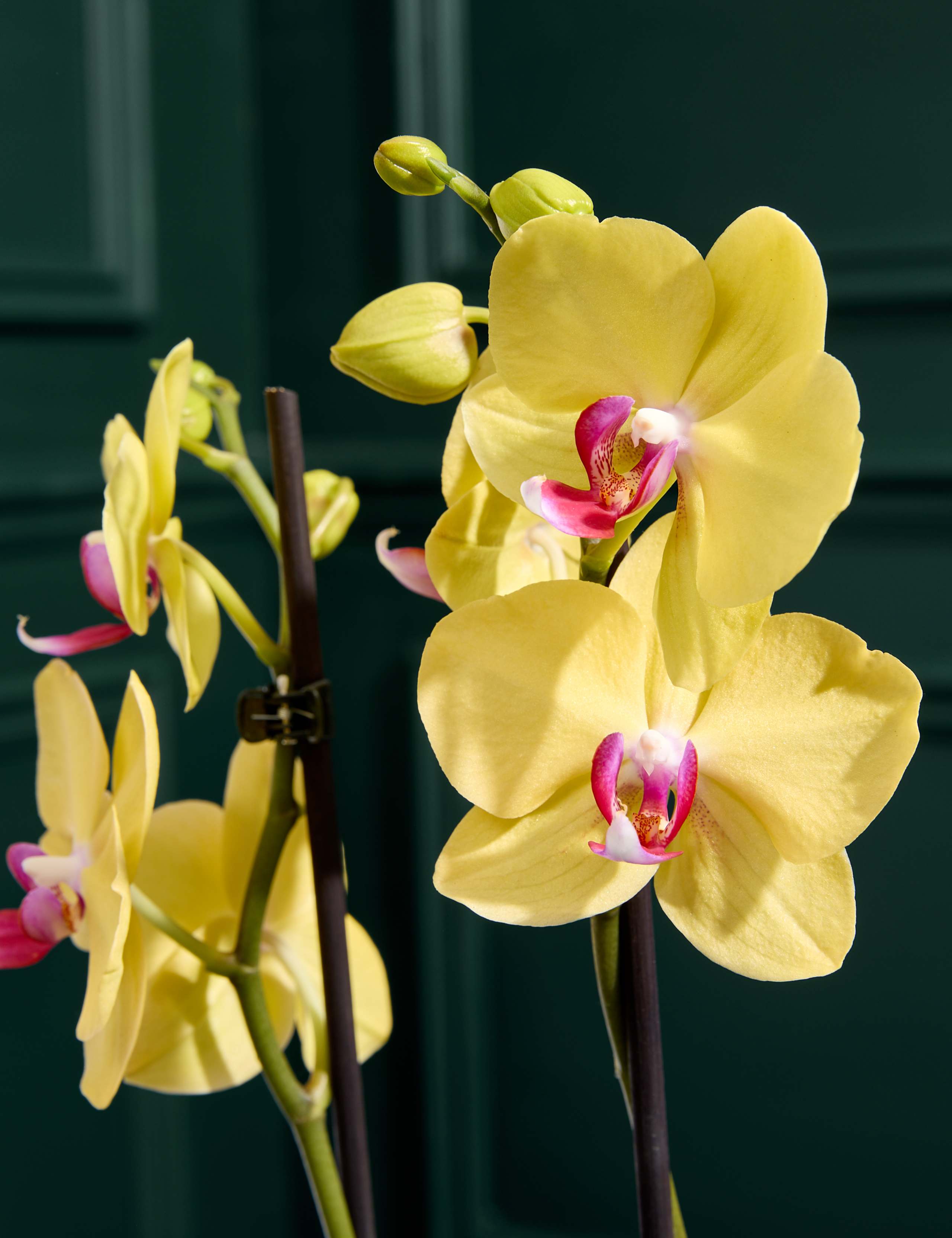 Yellow Orchid in Ceramic Pot