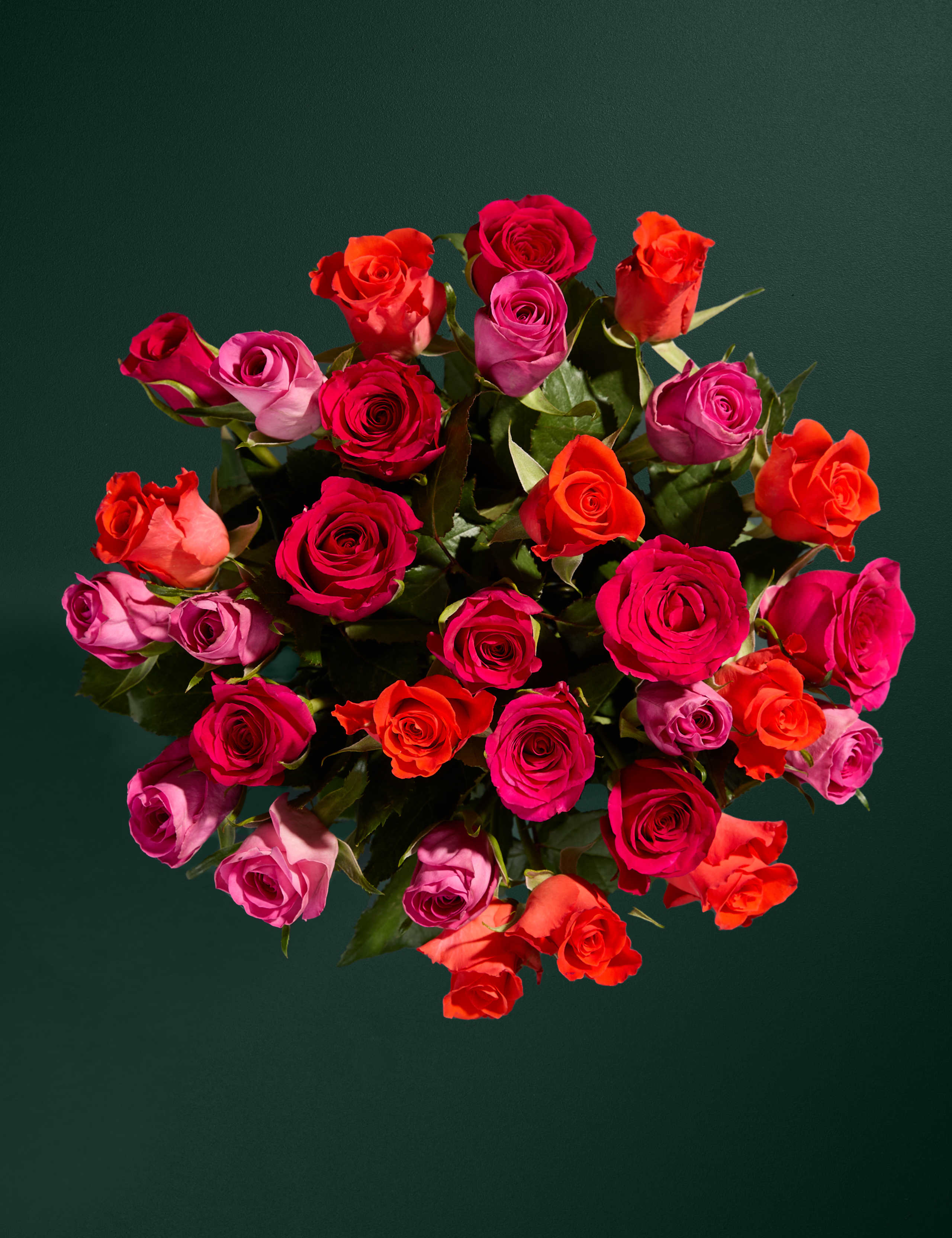 Radiant Rose Abundance with Chocolate Florentines