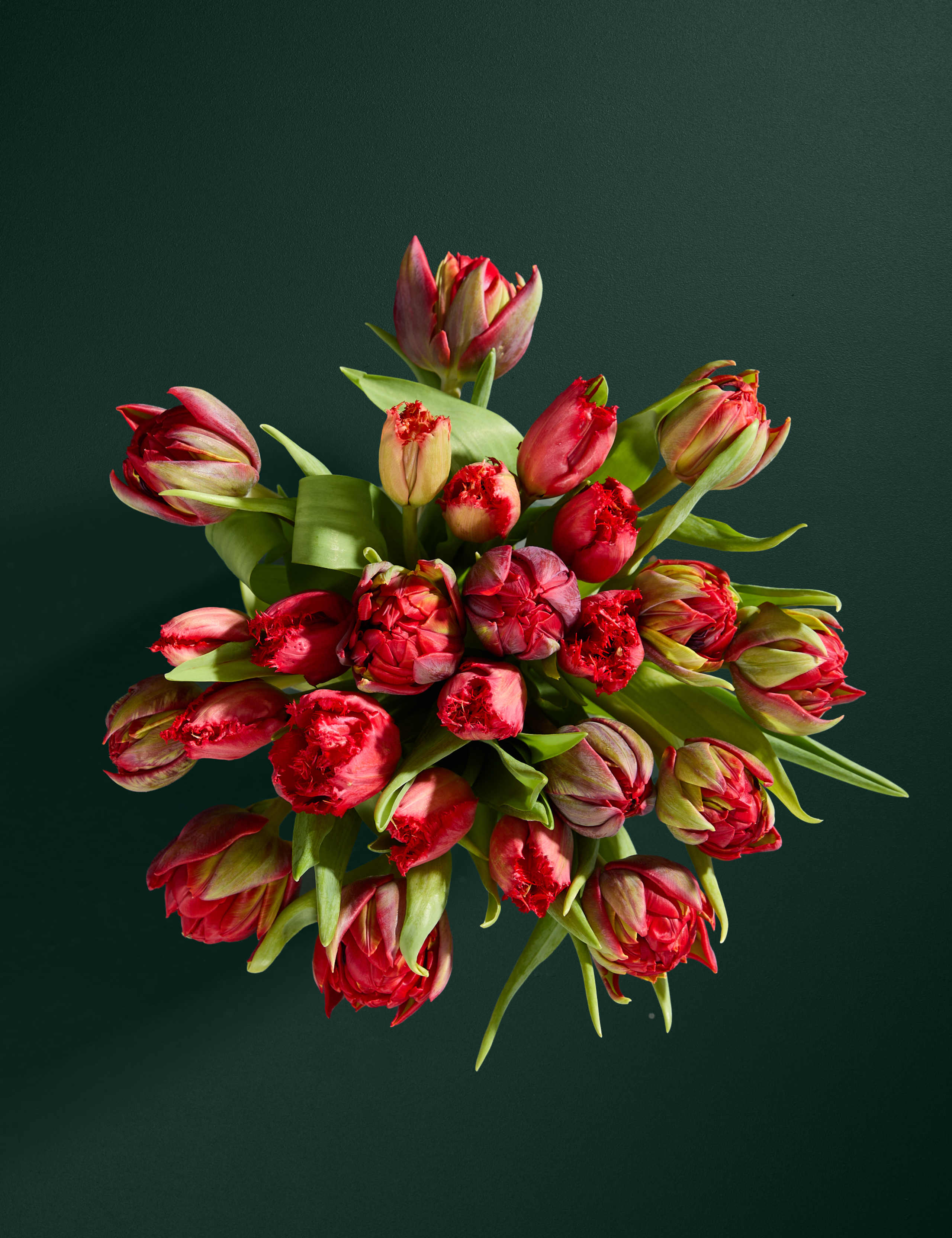 Speciality Tulip Abundance Bouquet