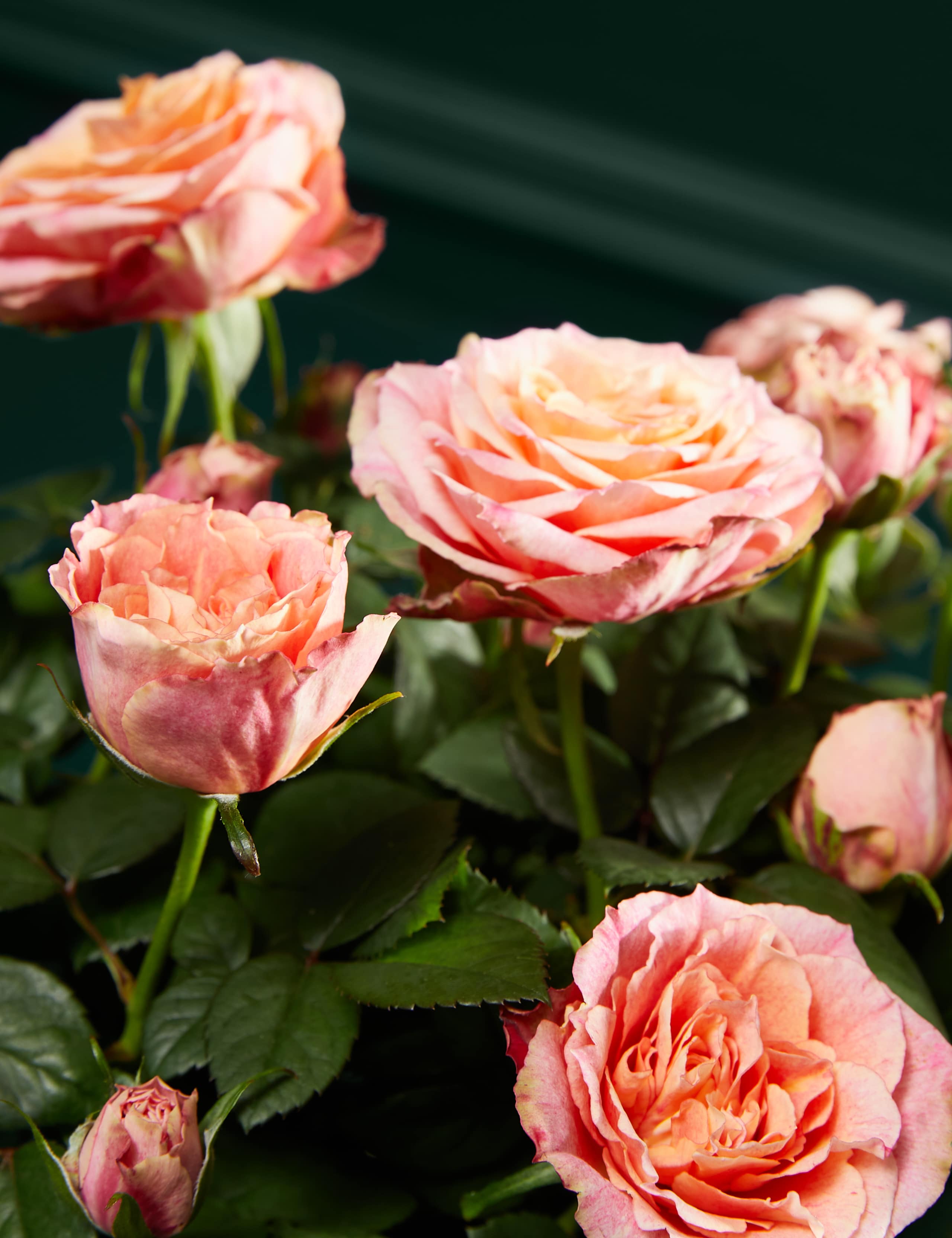 Specialty Rose in Ceramic Pot