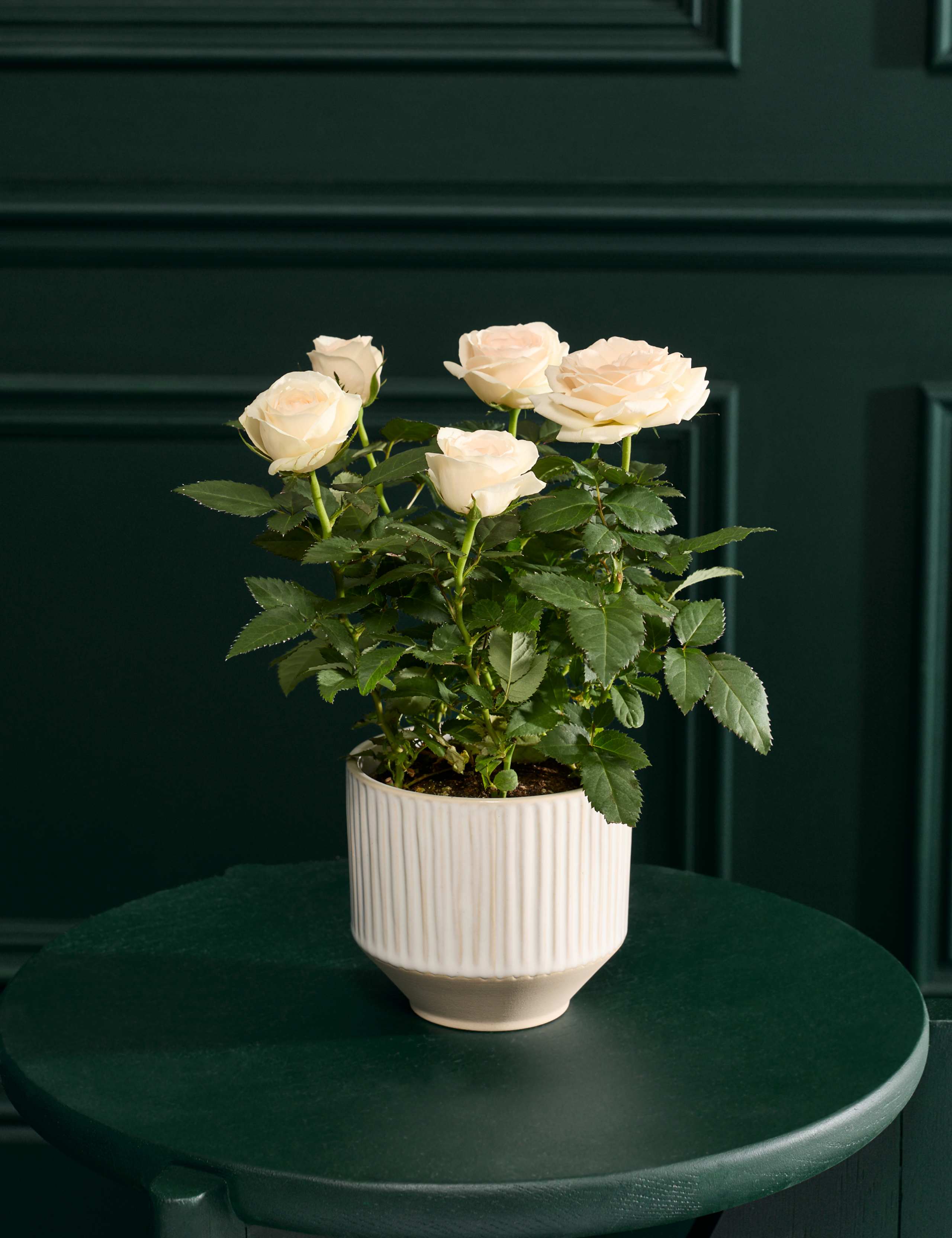 Luxury White Rose in Ceramic Pot