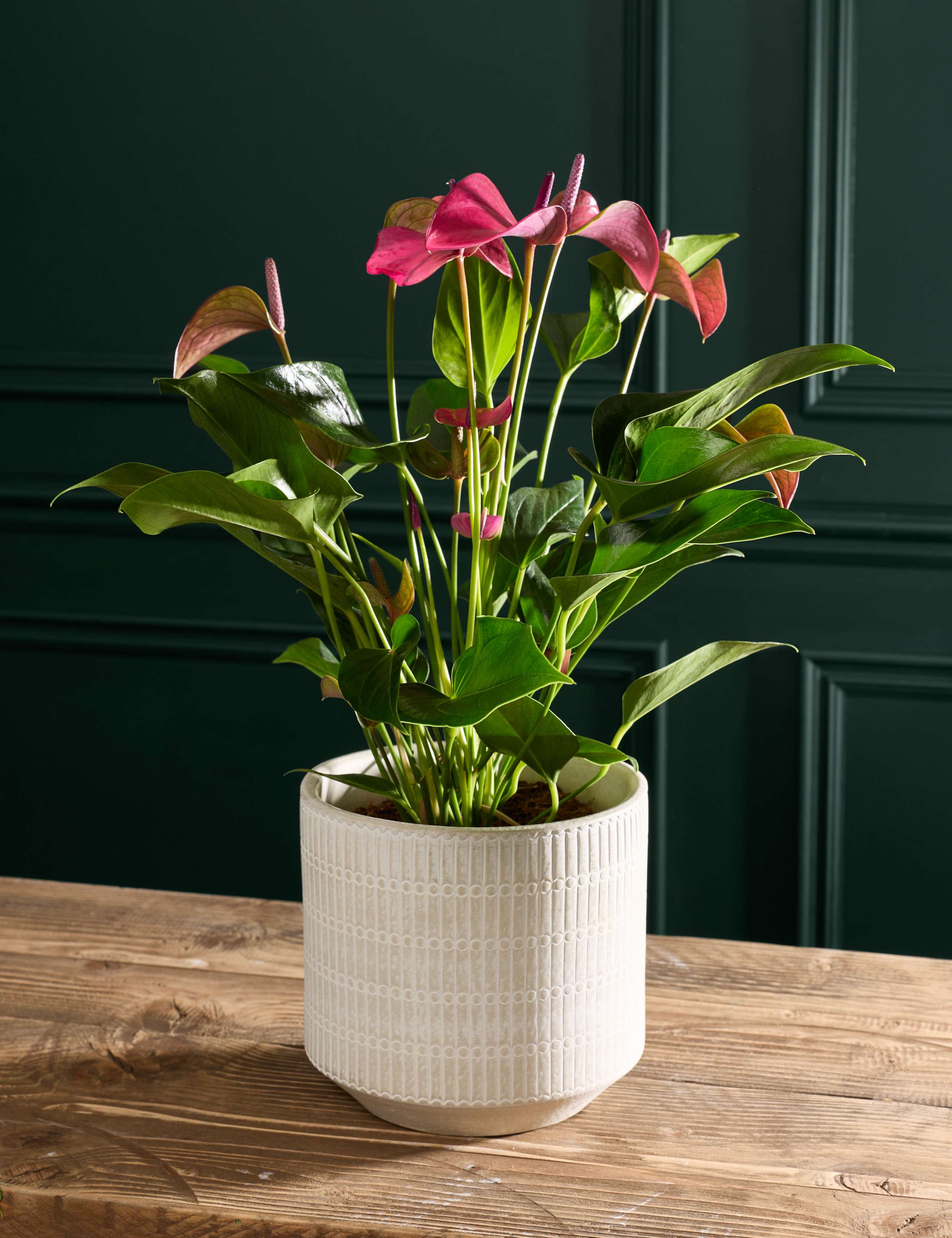 Purple Anthurium in Ceramic Pot