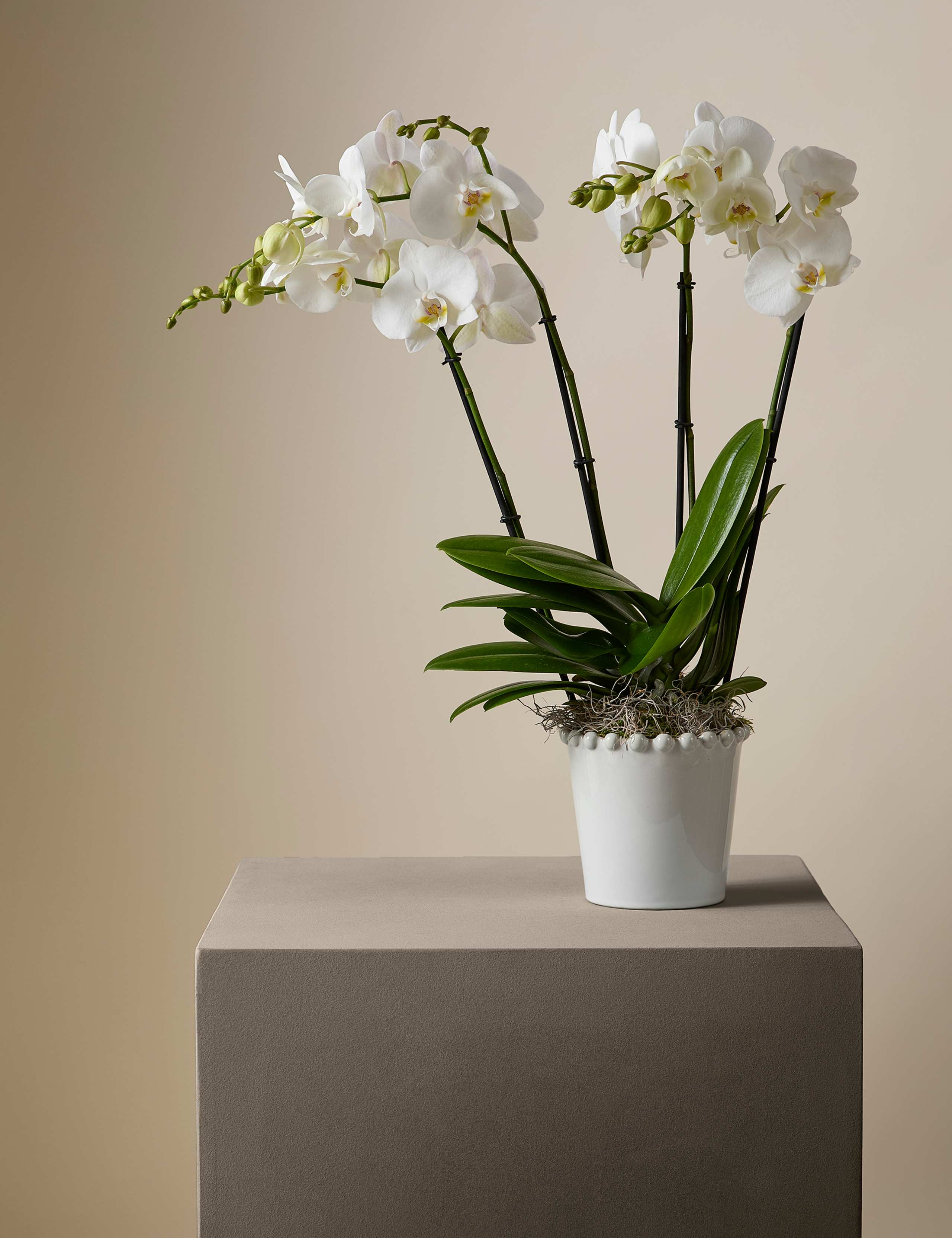 Kelly Hoppen Orchid in Ceramic Pot