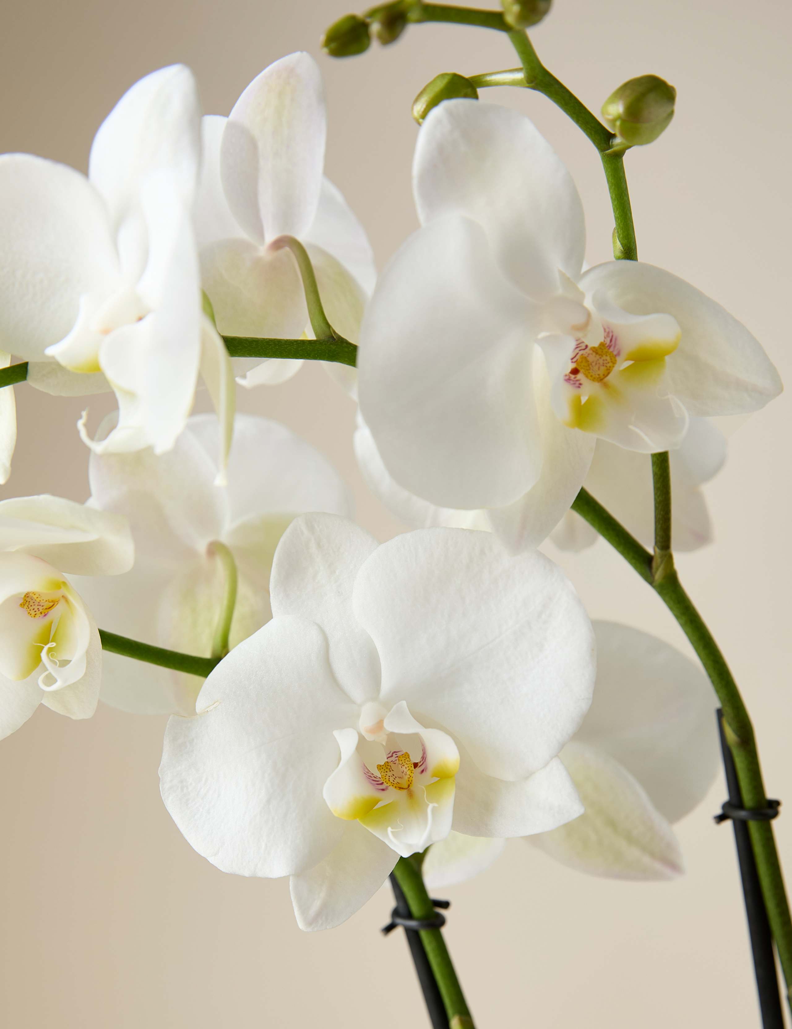 Kelly Hoppen Orchid in Ceramic Pot