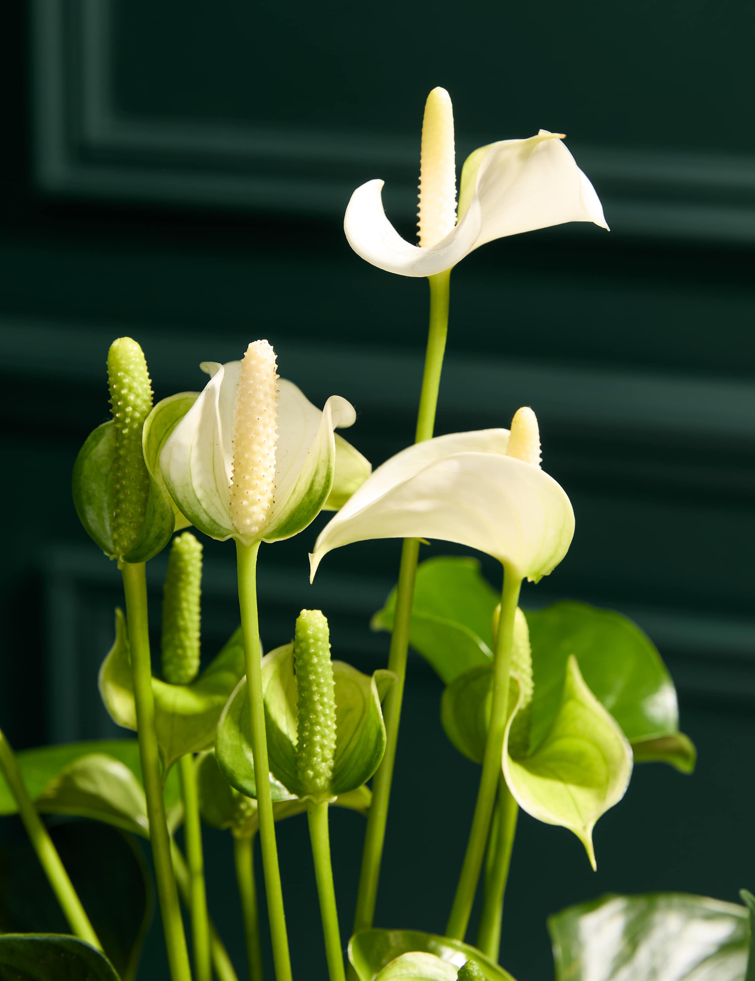 Thinking Of You Anthurium with Chocolates & Scented Candle