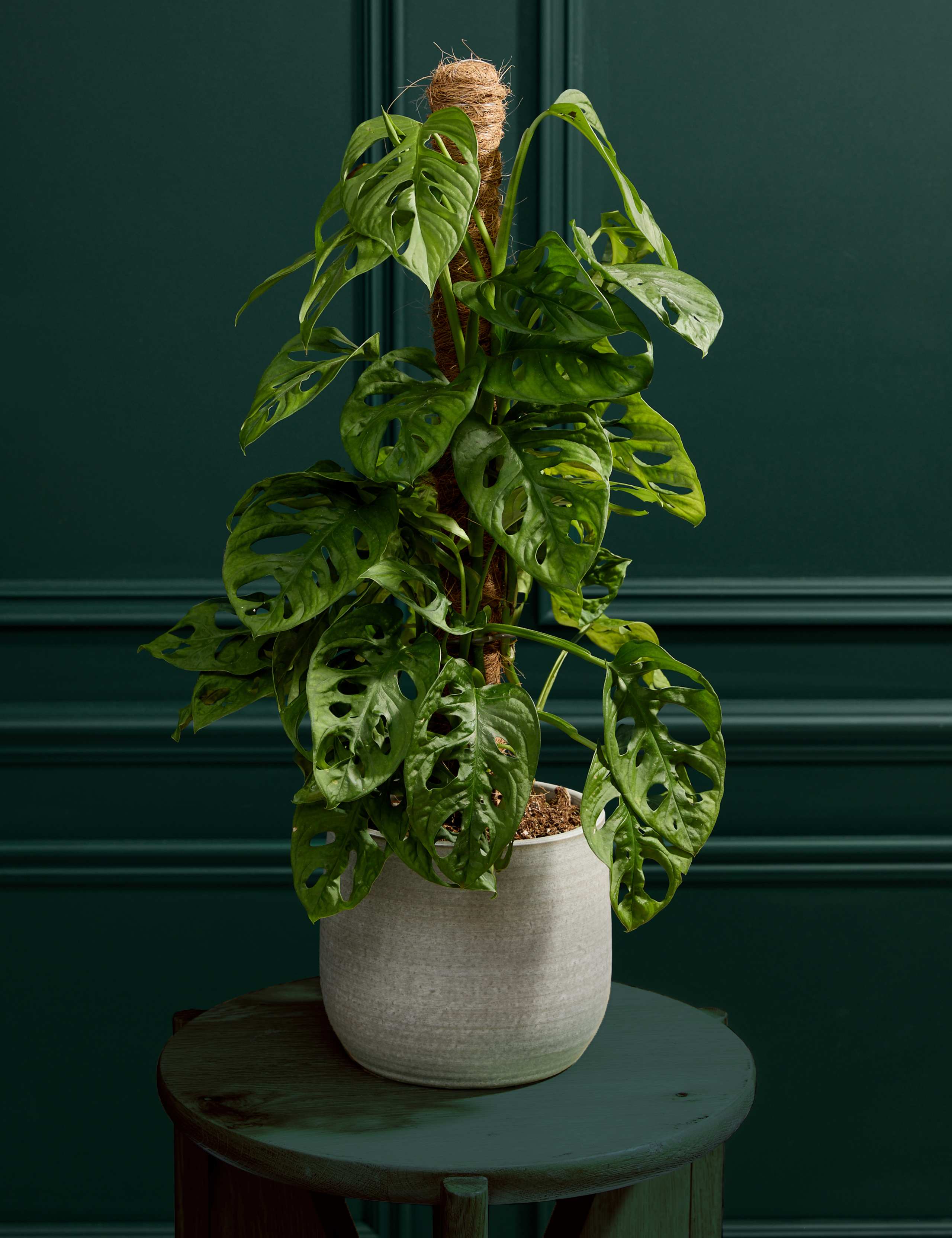 Monkey Monstera in Ceramic Pot