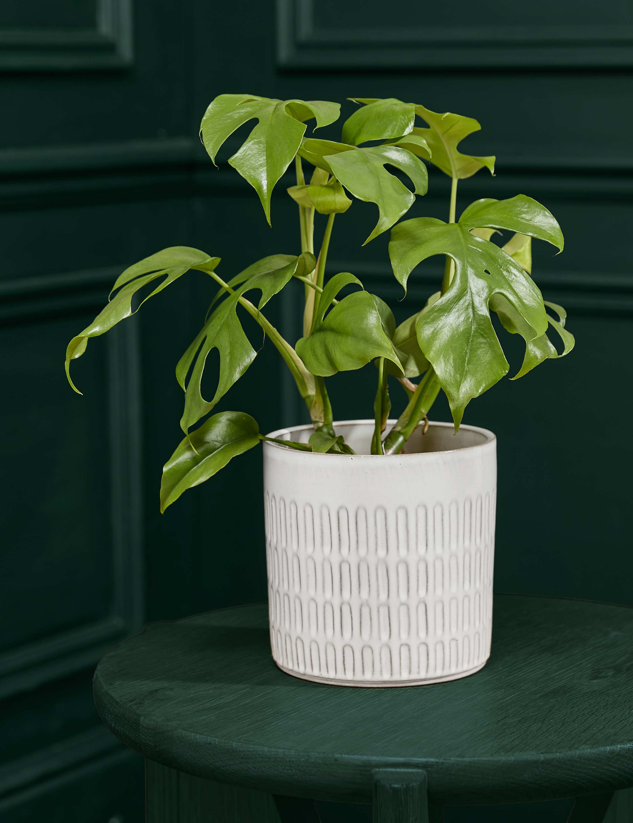 Medium Monstera Minima in Ceramic Pot