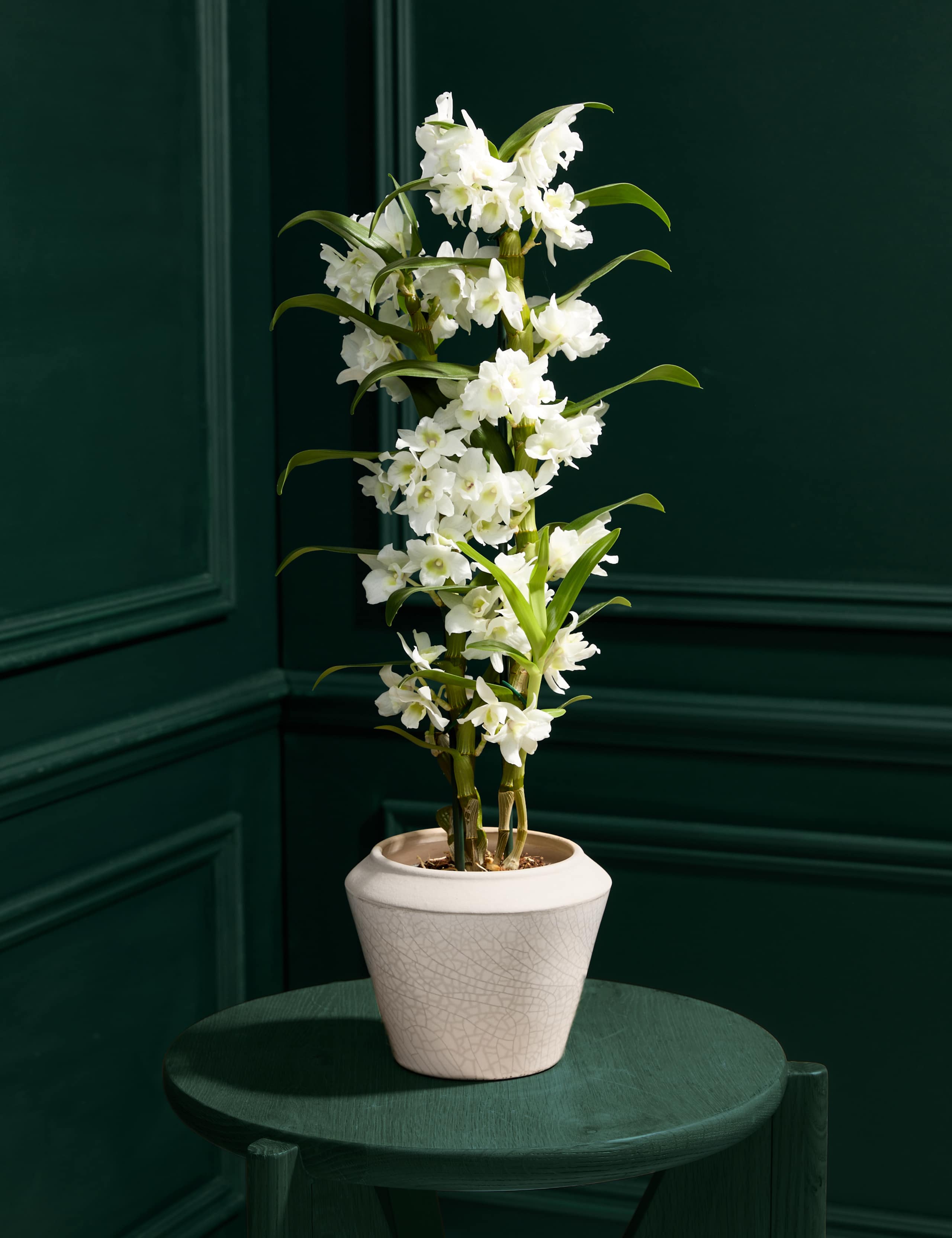 White Dendrobium Orchid with Glazed Pot