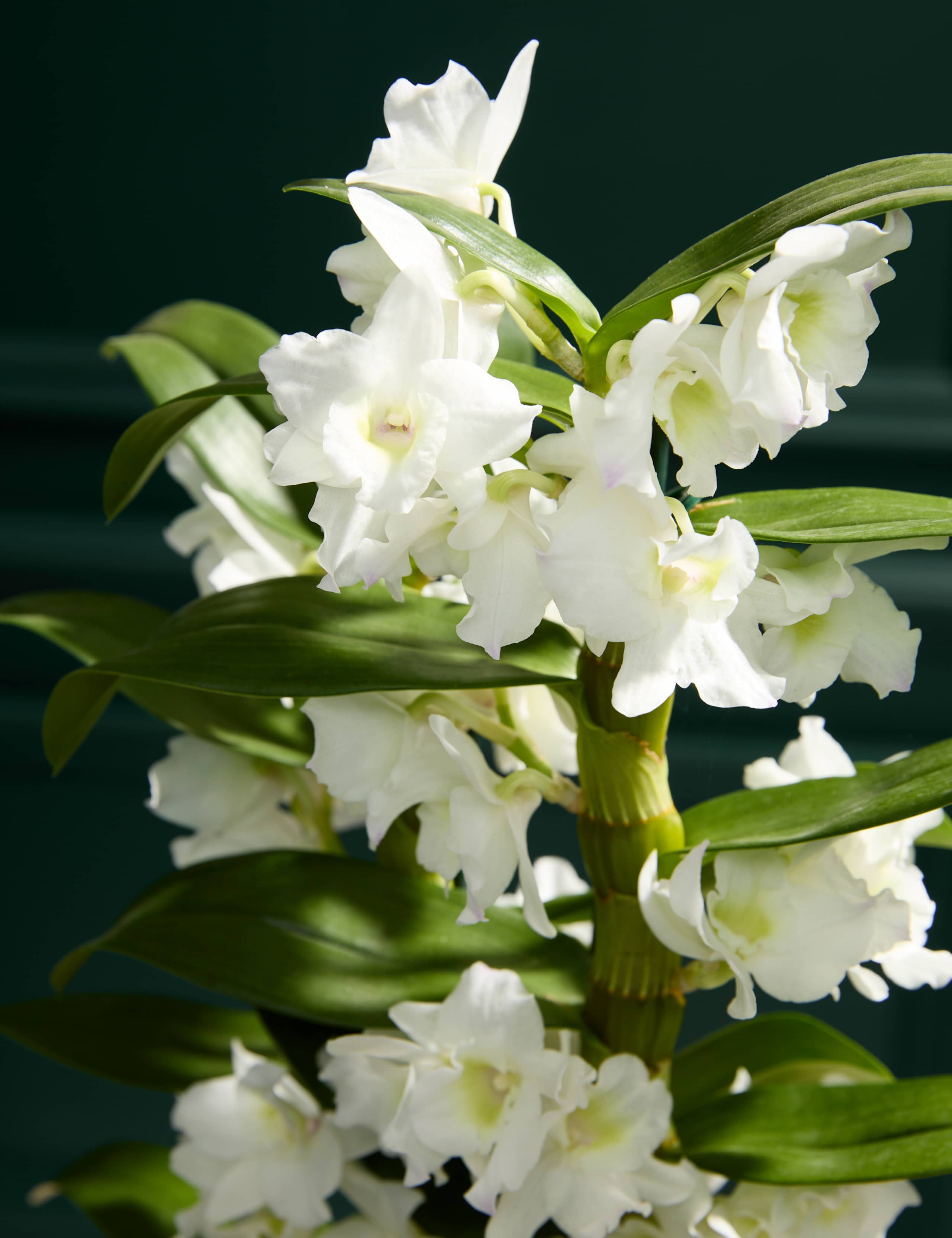 White Dendrobium Orchid with Glazed Pot
