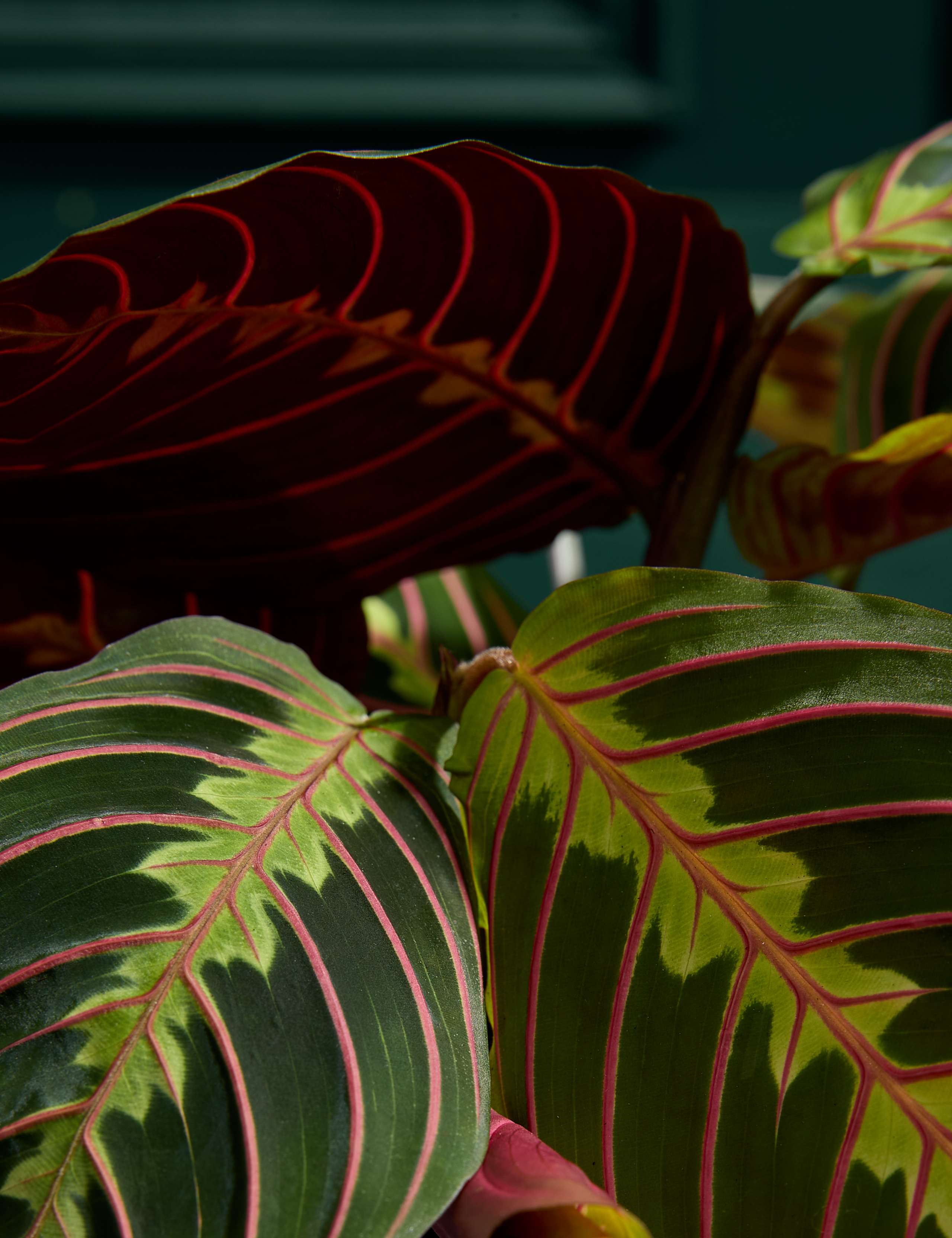 Medium Maranta in Ceramic Pot