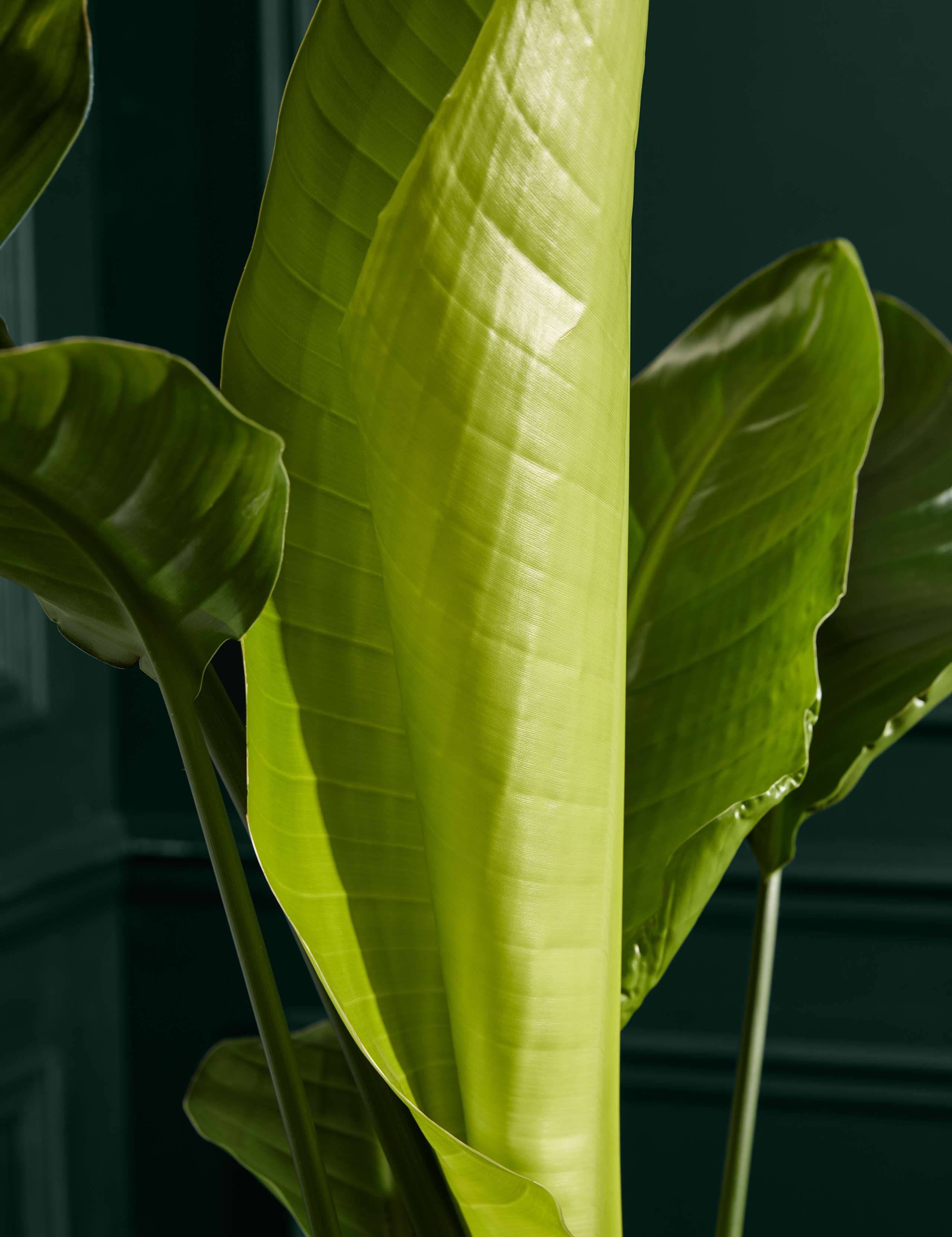 Extra Large Strelitzia Plant in Grower Pot