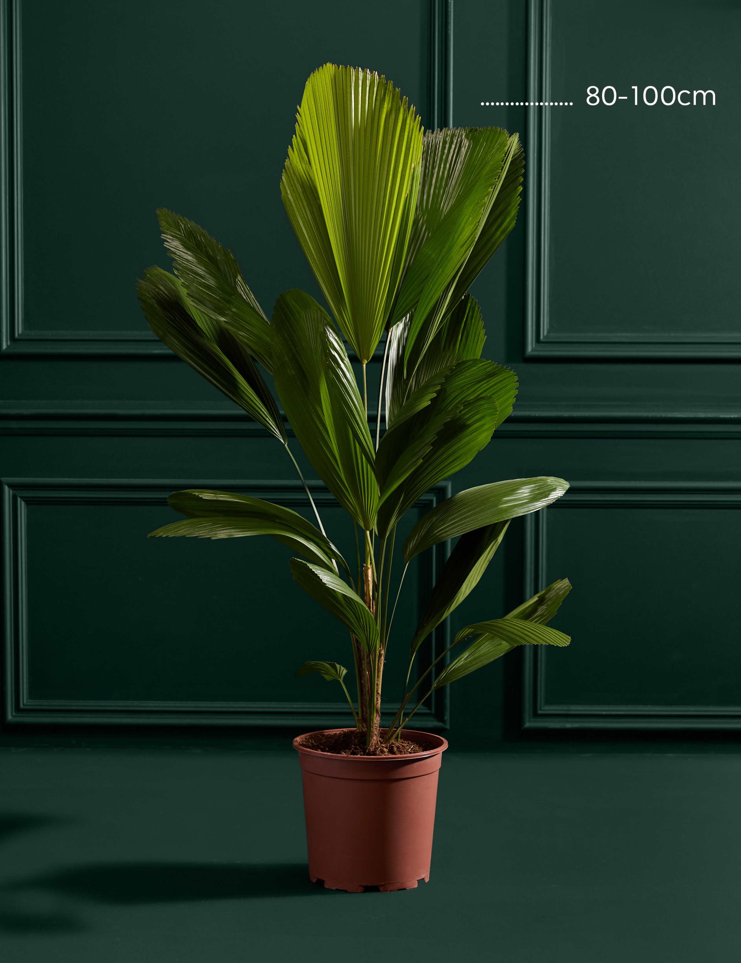 Extra Large Ruffled Fan Palm in Grower Pot