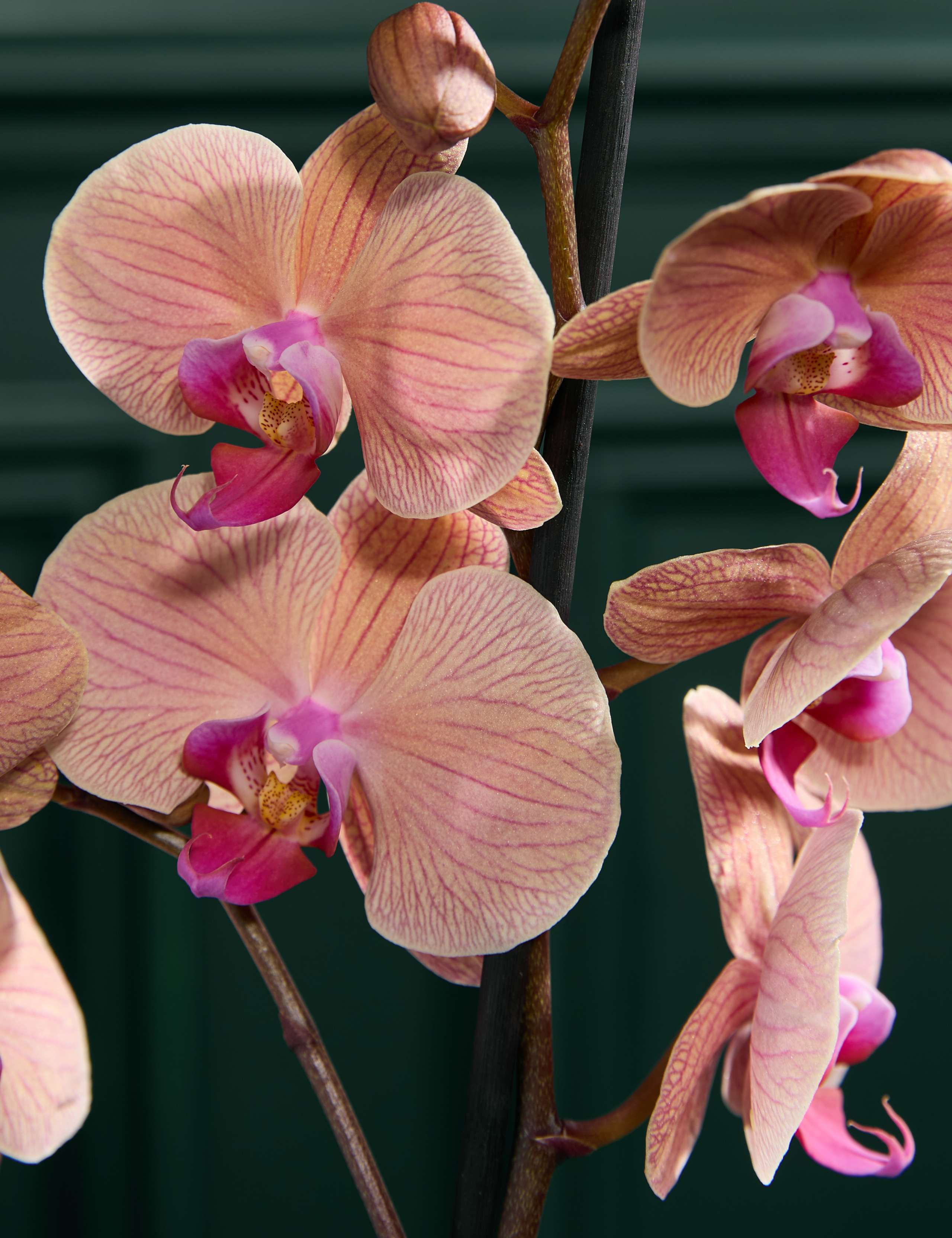 Peach Orchid in Ceramic Pot