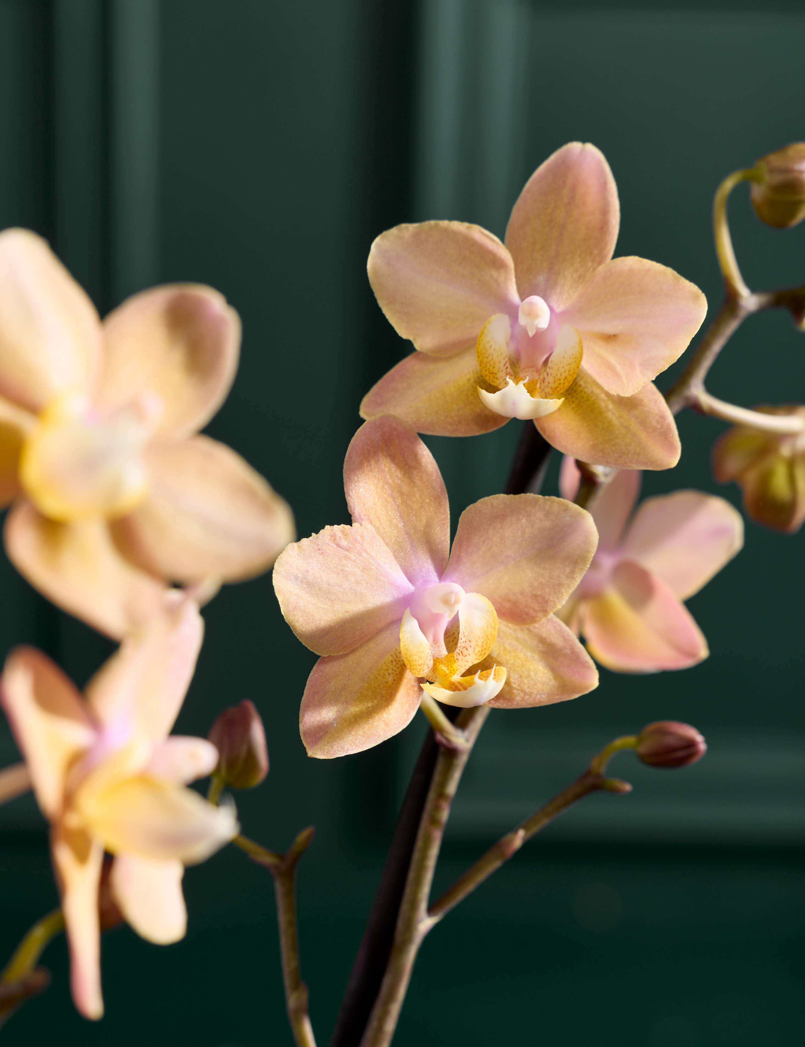 Peach Scented Orchid with Ceramic Pot