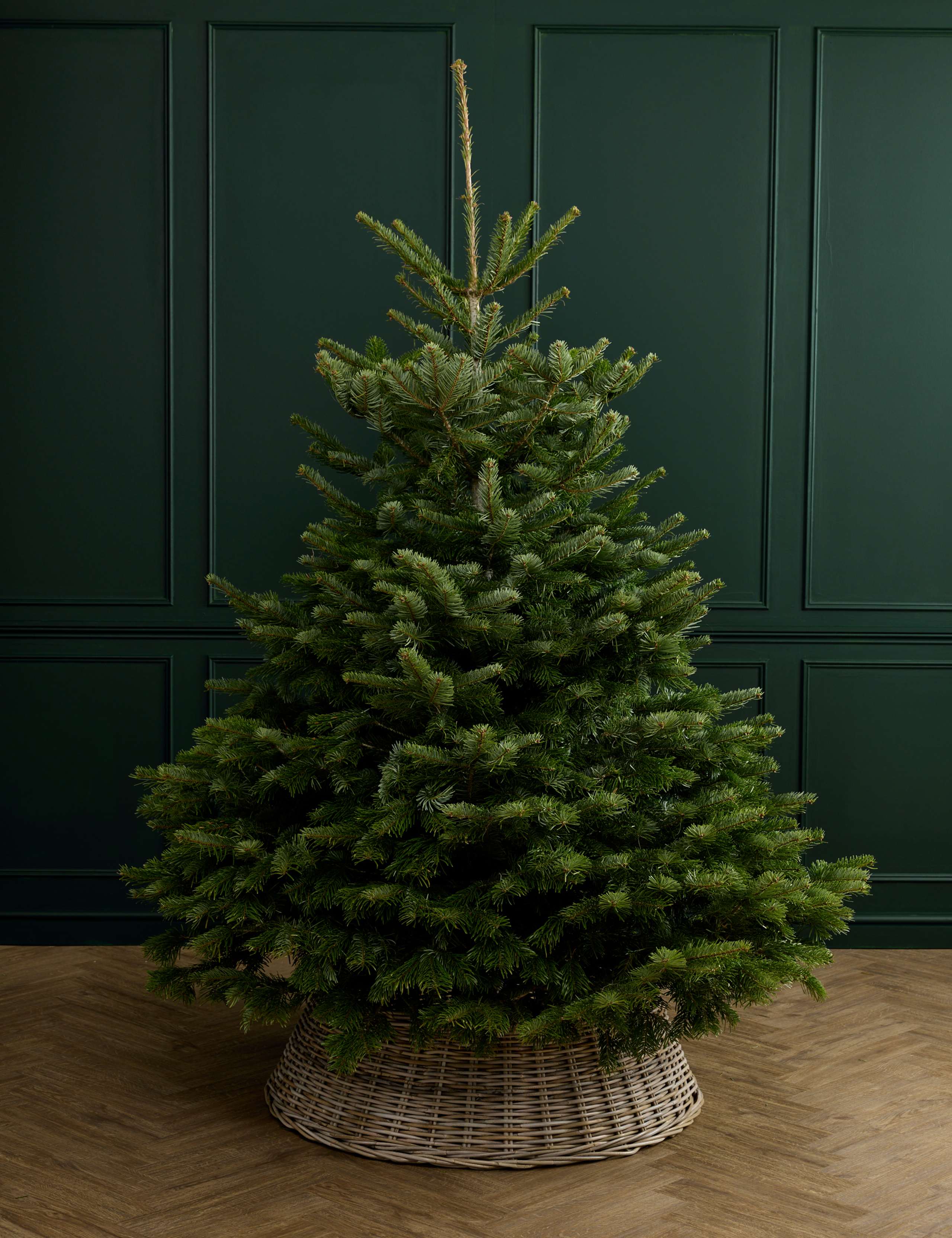 7ft Real Christmas Tree with Lights