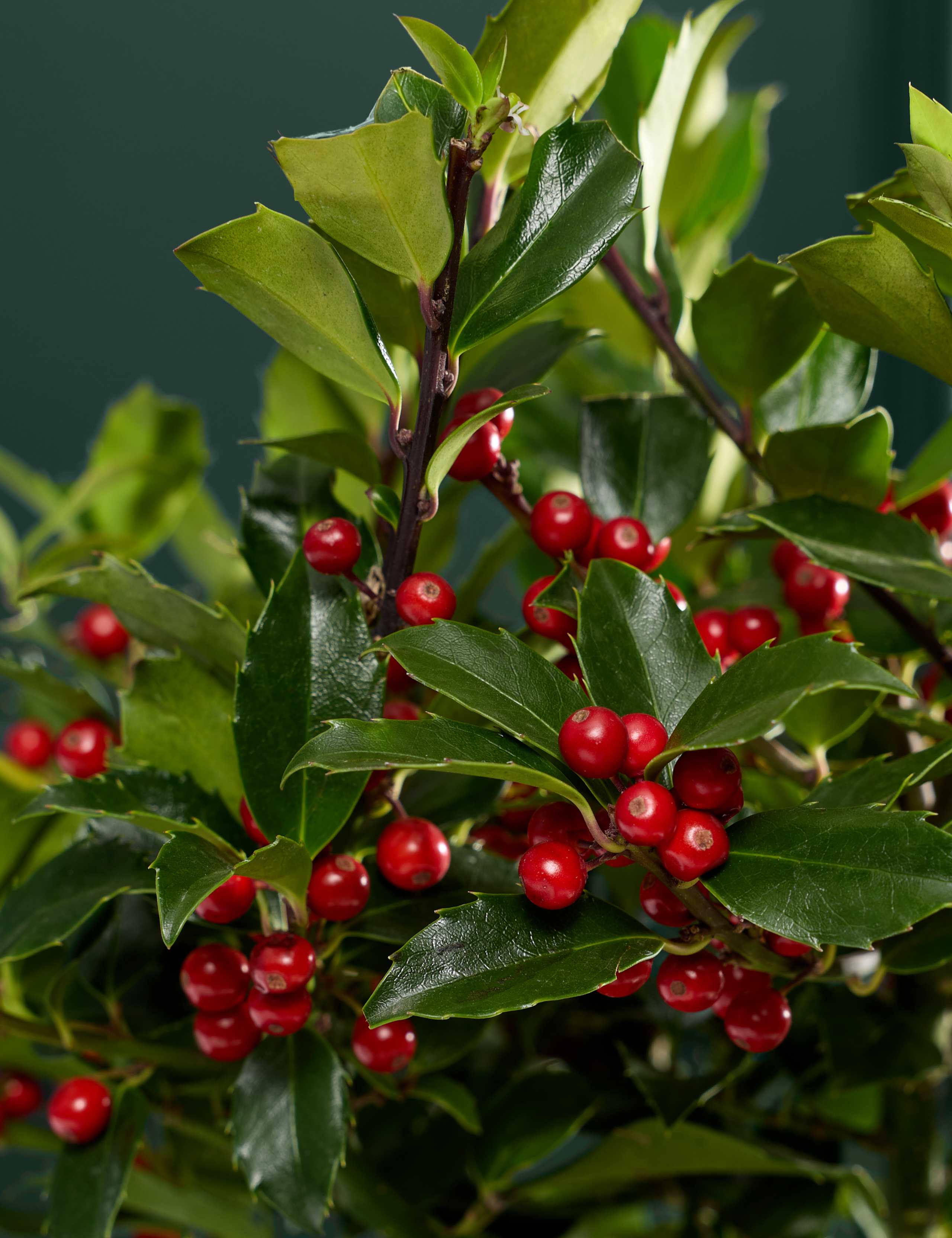 Holly Tree in Kubu Basket