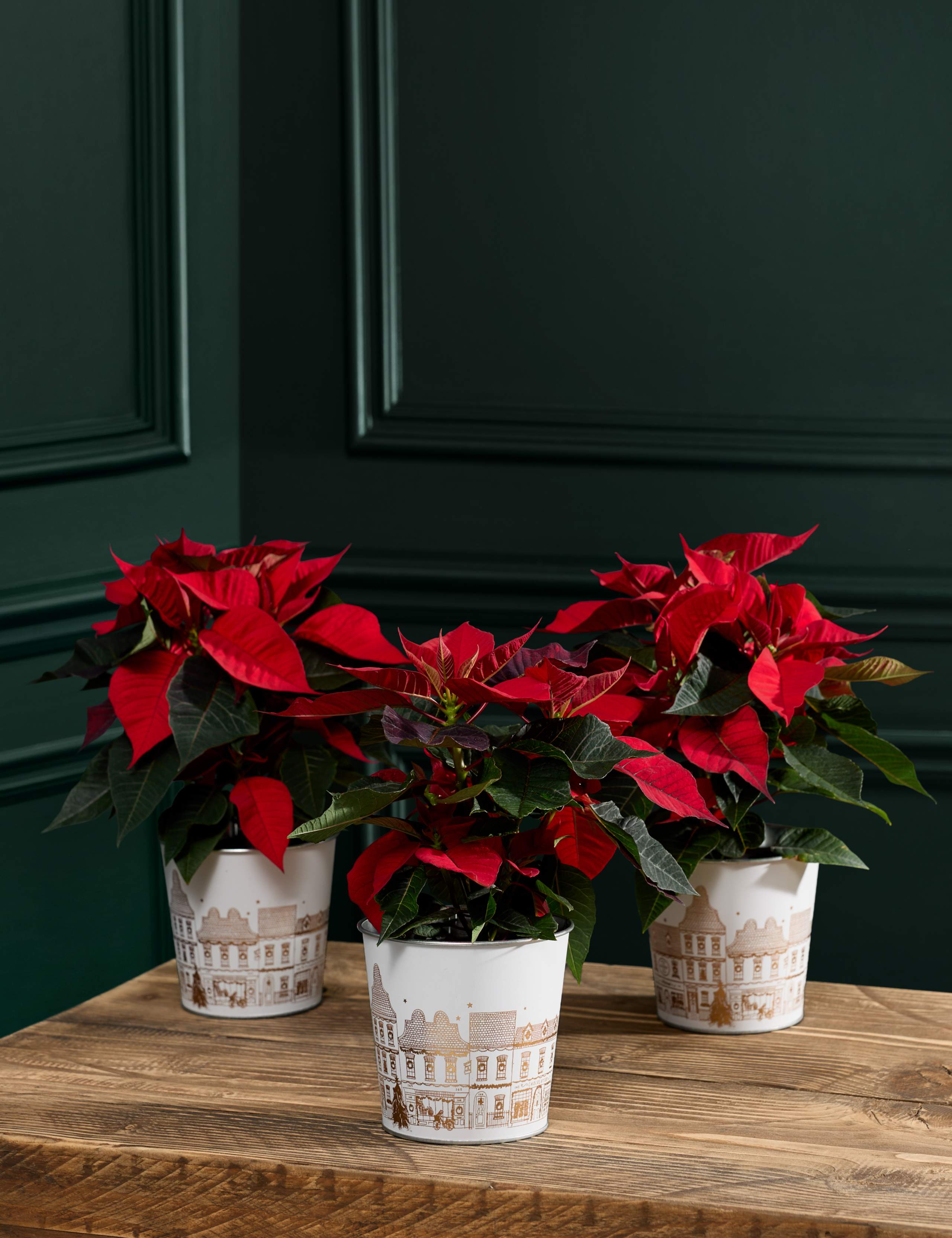 Miniature Poinsettia Trio