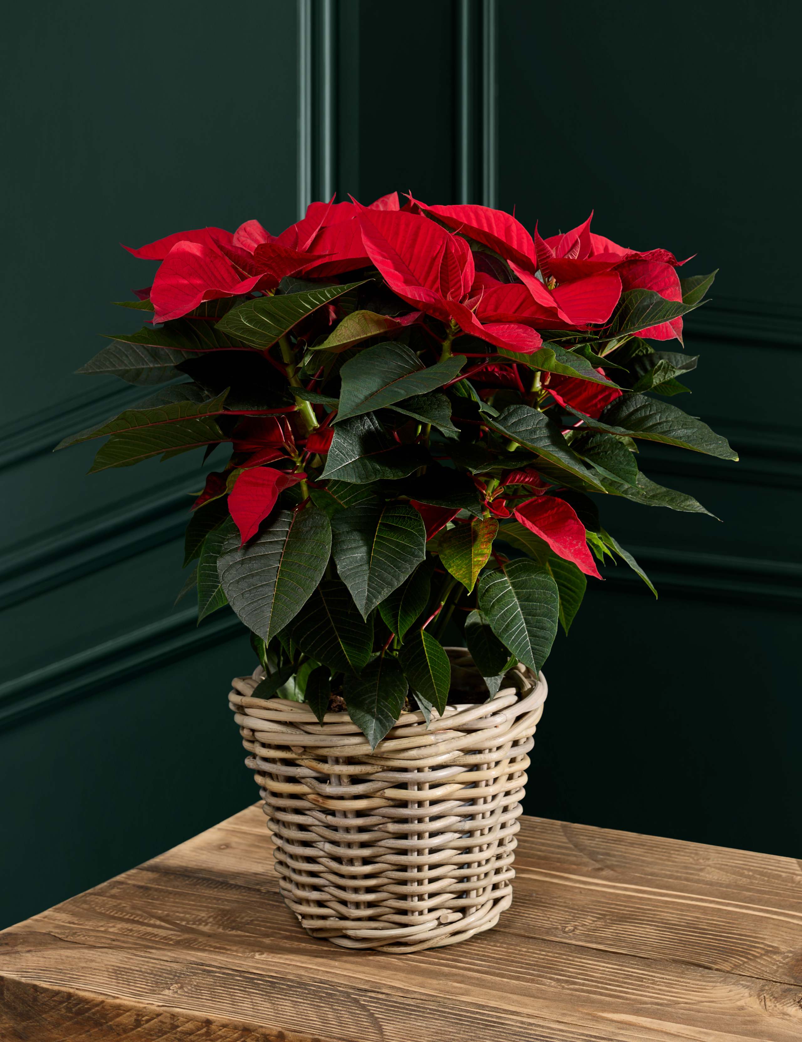 Poinsettia in Kubu Basket