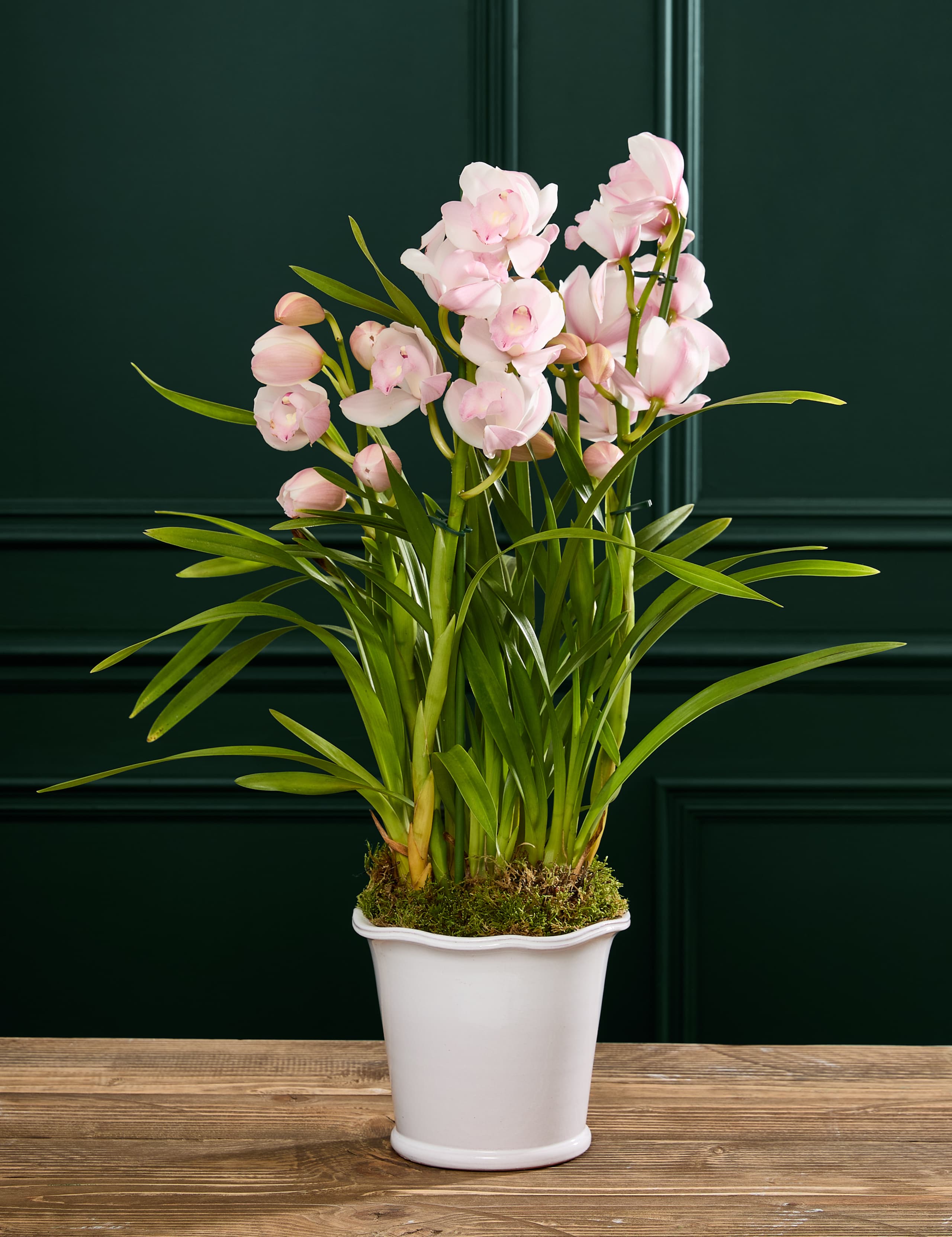 Cymbidium Orchid in Ceramic Pot