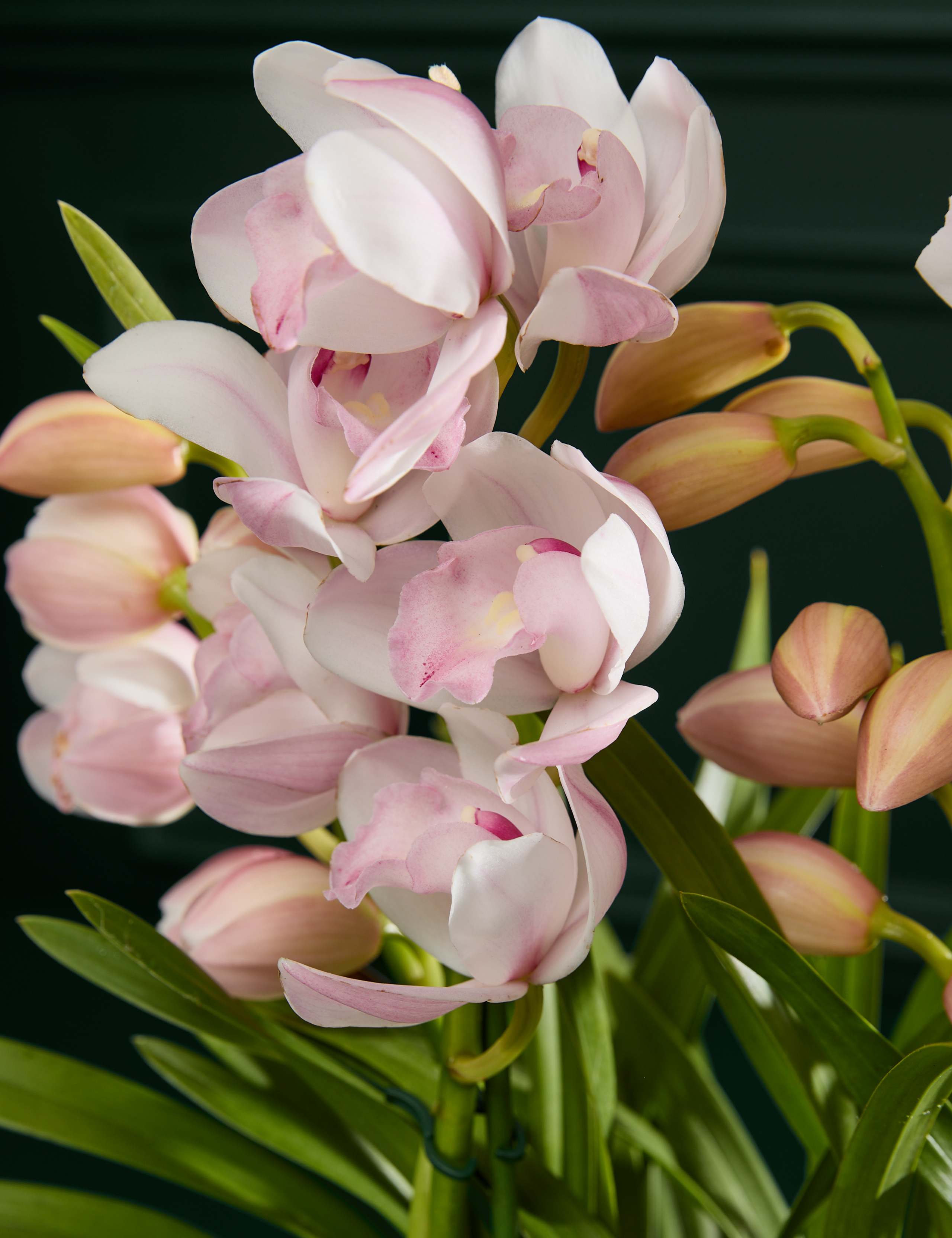 Cymbidium Orchid in Ceramic Pot