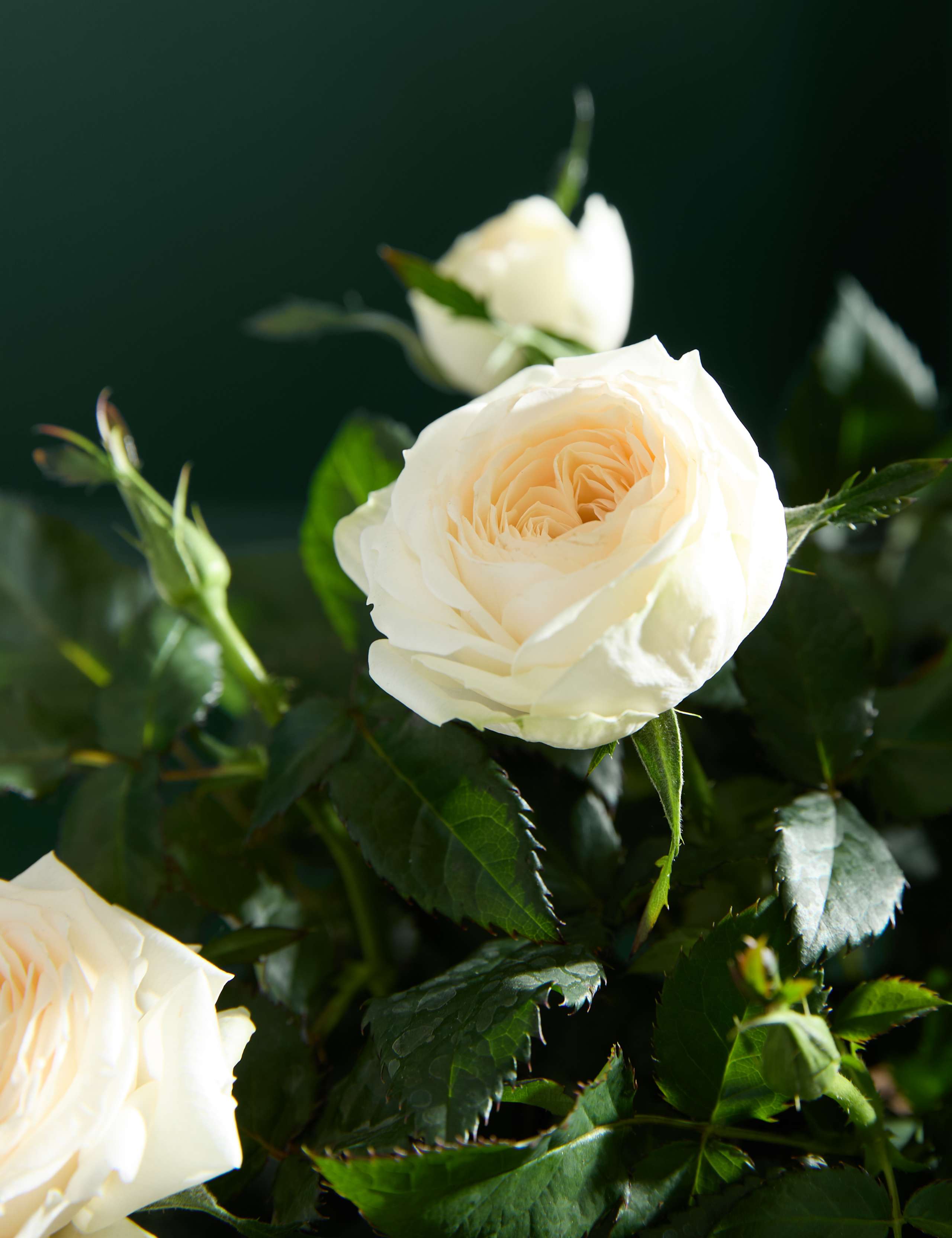 Mixed Rose in Kubu Basket