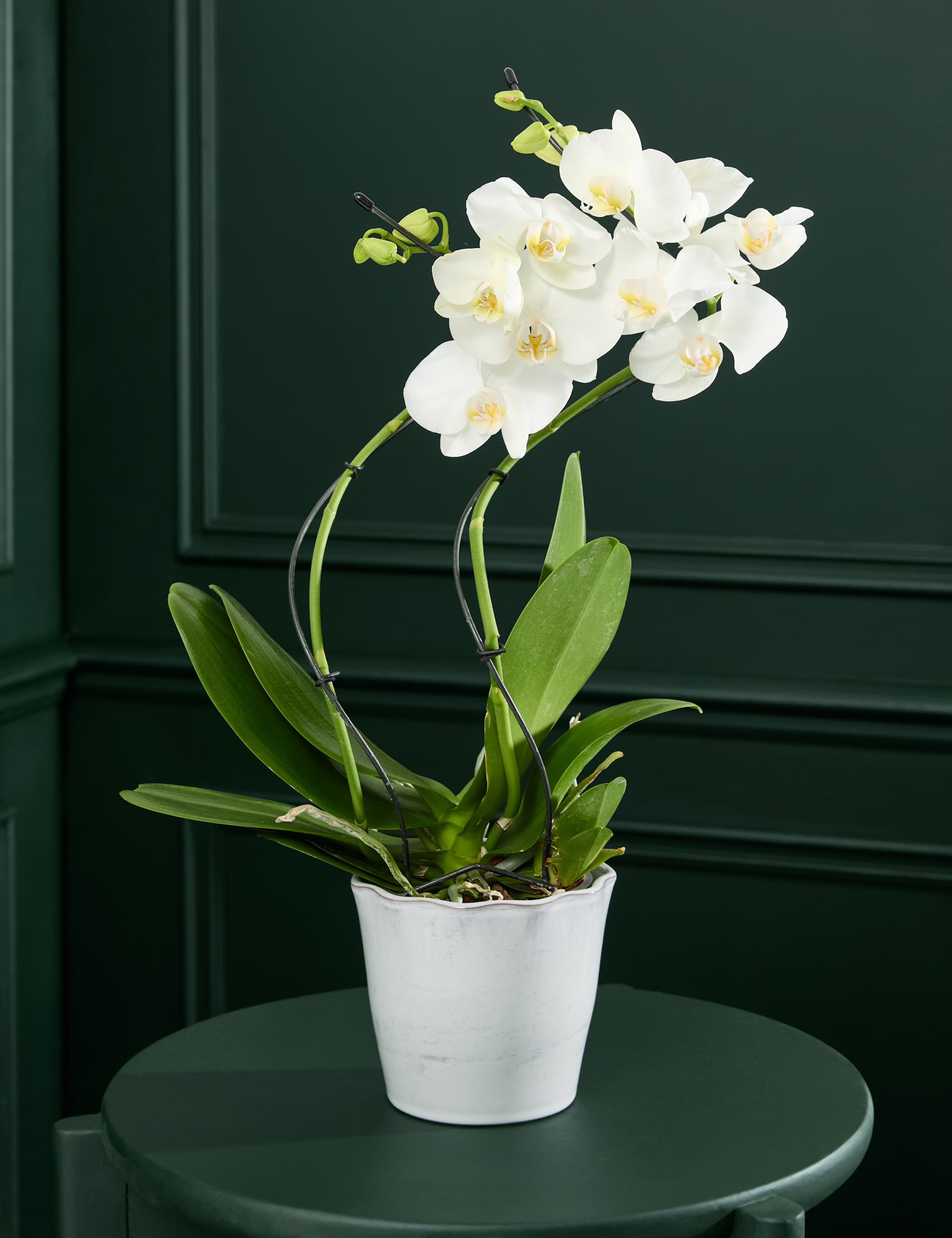 Hurricane Orchid in Ceramic Pot