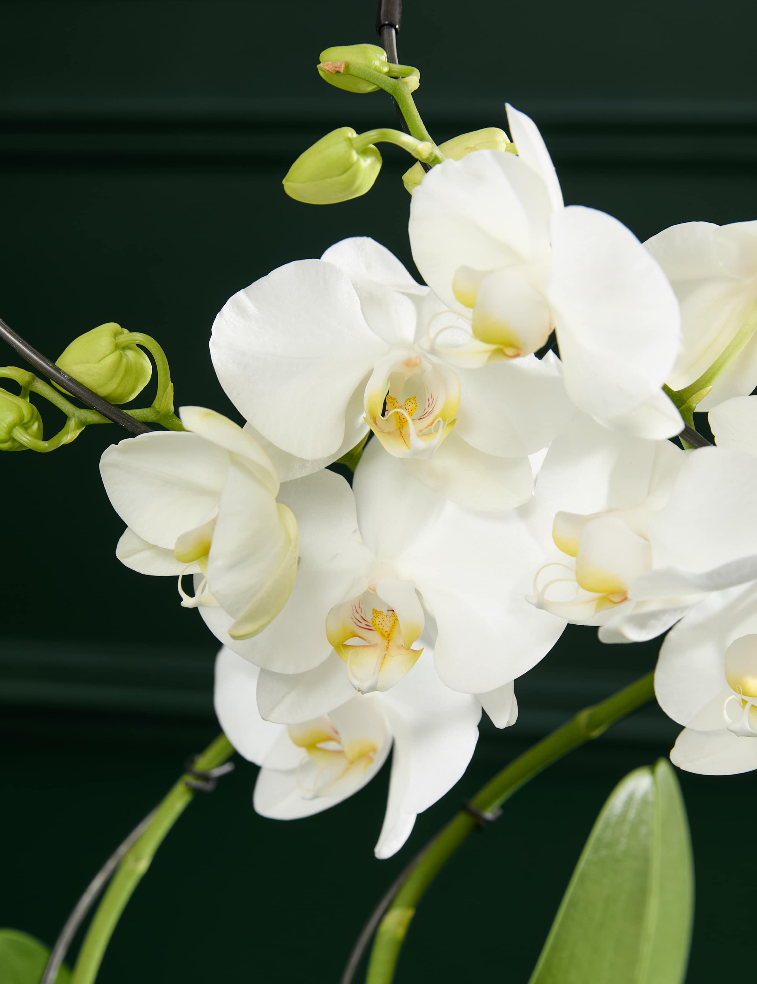 Hurricane Orchid in Ceramic Pot