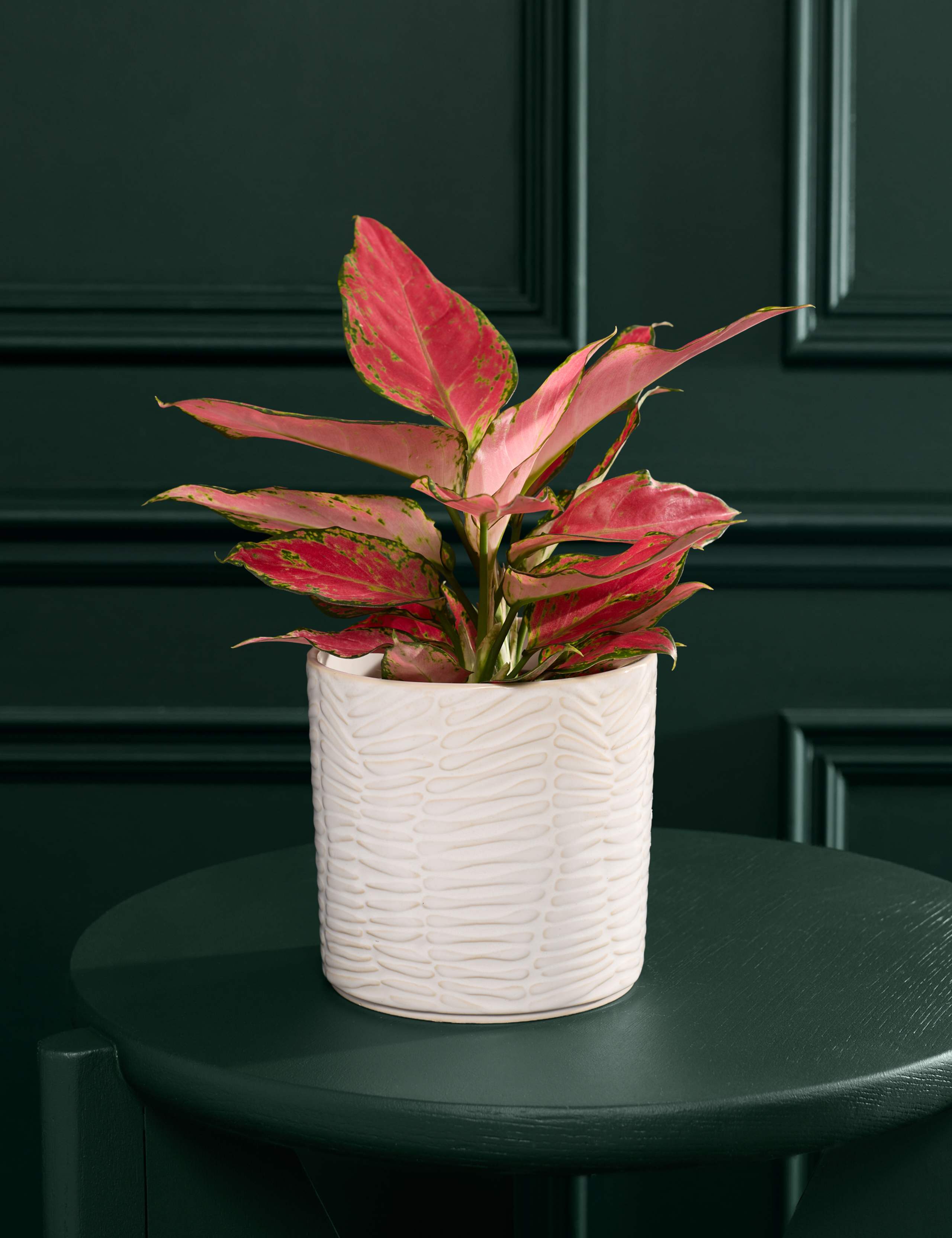 Aglaonema in Ceramic Pot