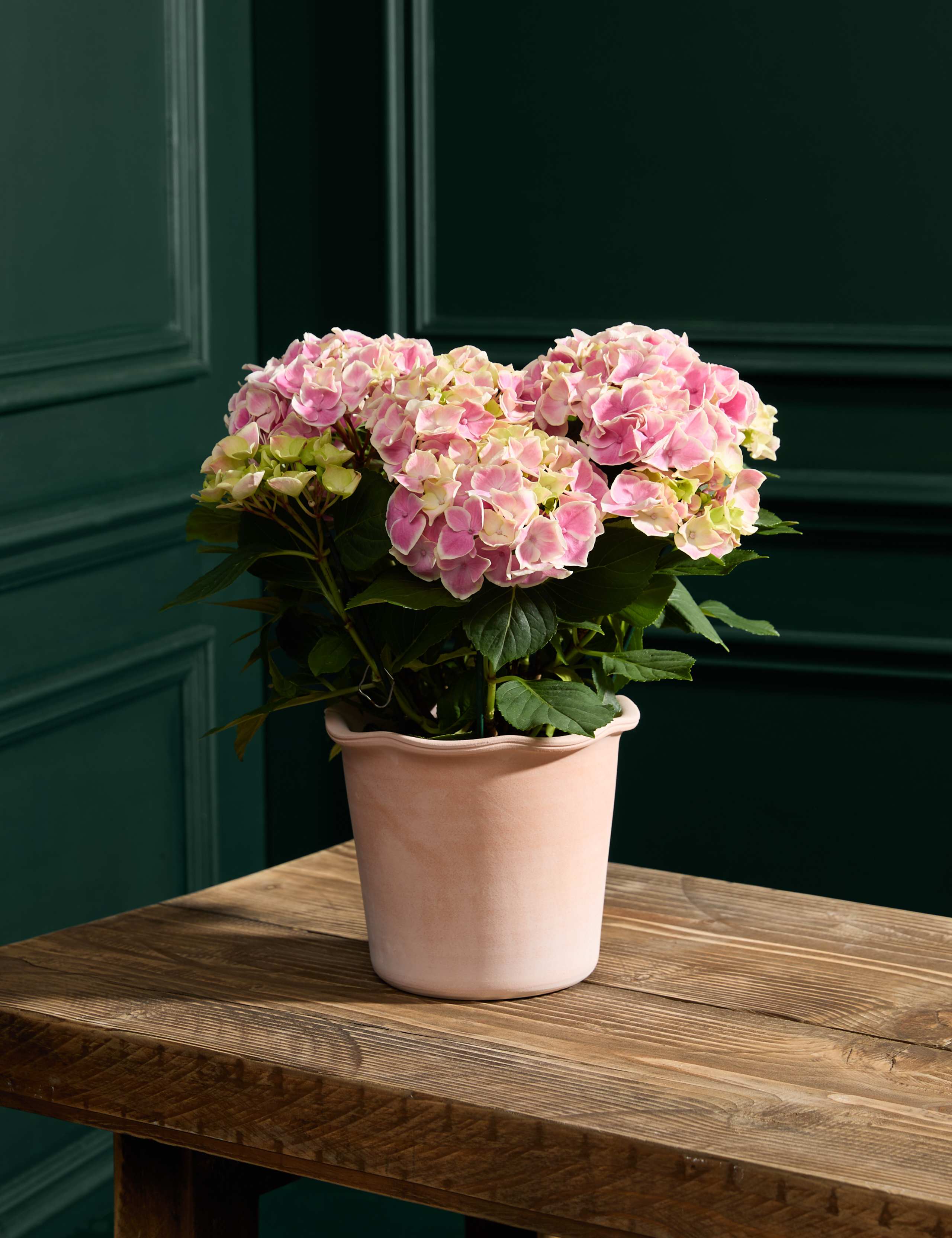 Pink Hydrangea in Ceramic Pot