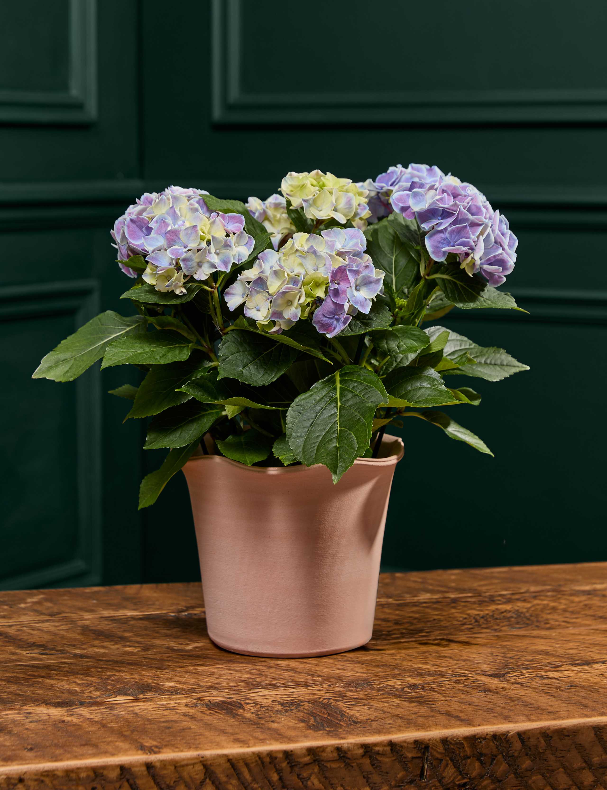 Blue Hydrangea in Ceramic Pot