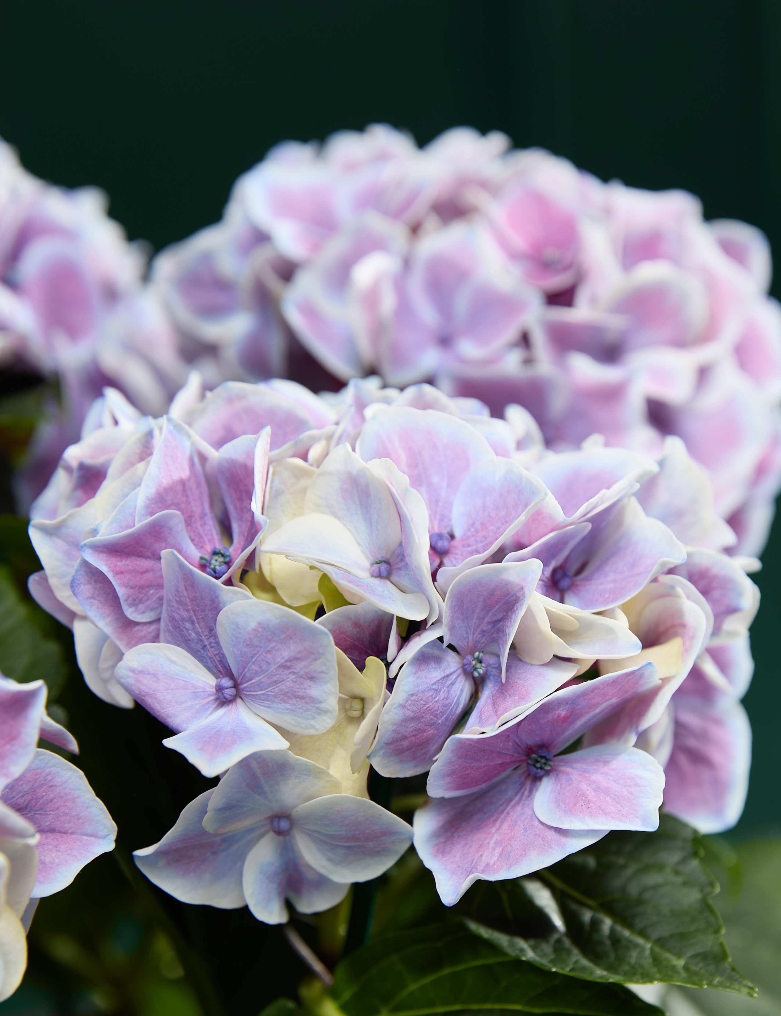 Blue Hydrangea in Ceramic Pot