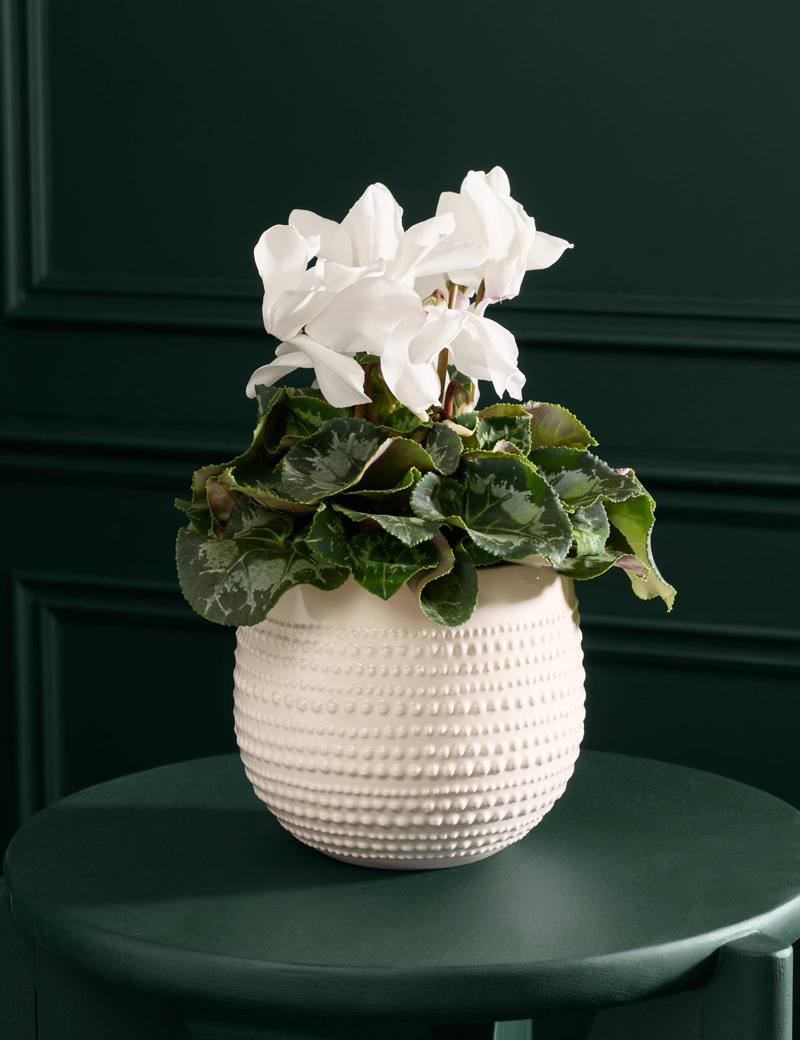 White Cyclamen in Ceramic Pot