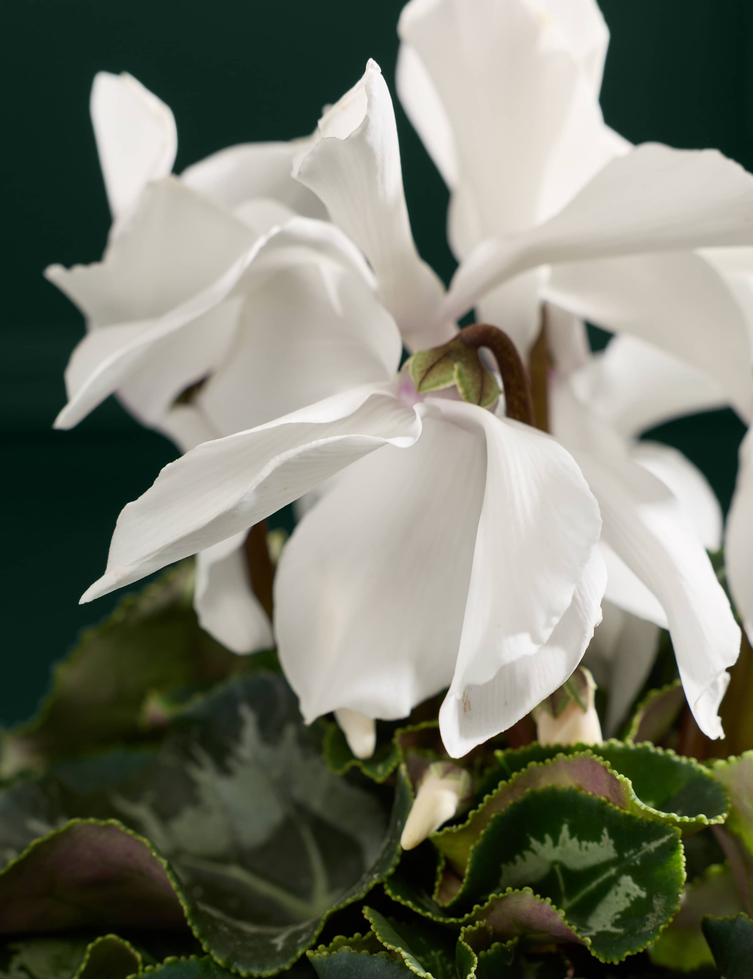 White Cyclamen in Ceramic Pot