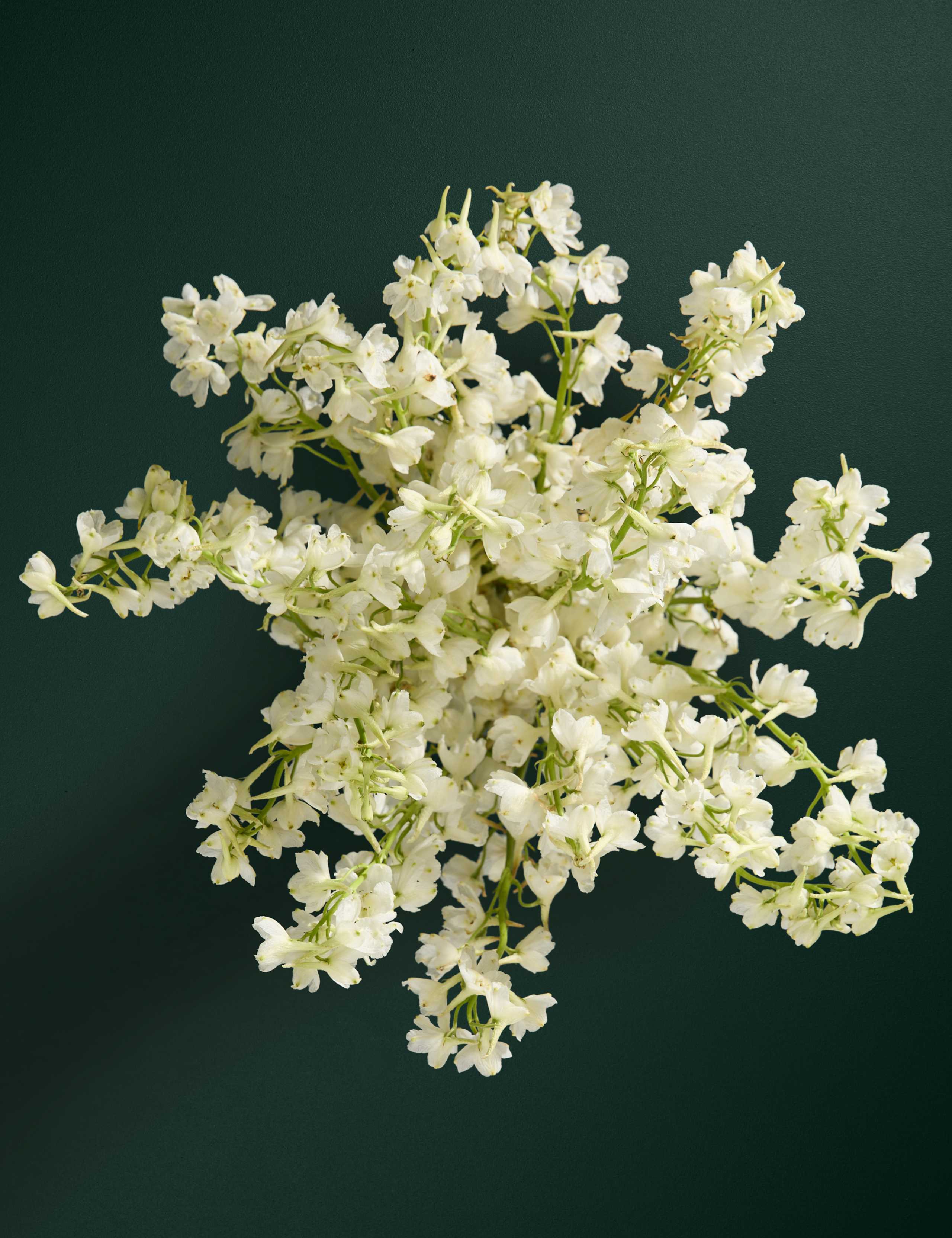 Delphinium Abundance Bouquet with Vase