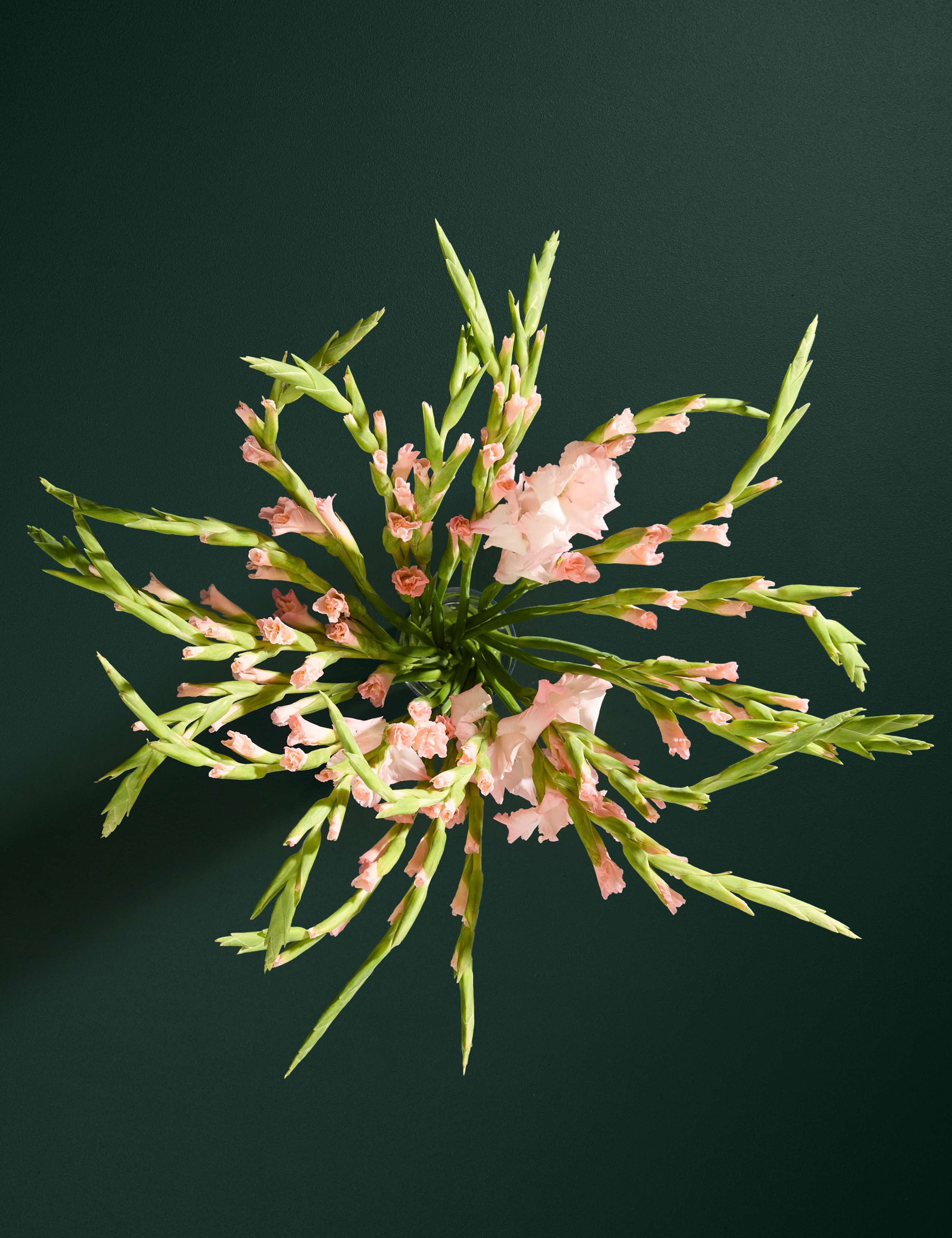British Gladioli Abundance Bouquet