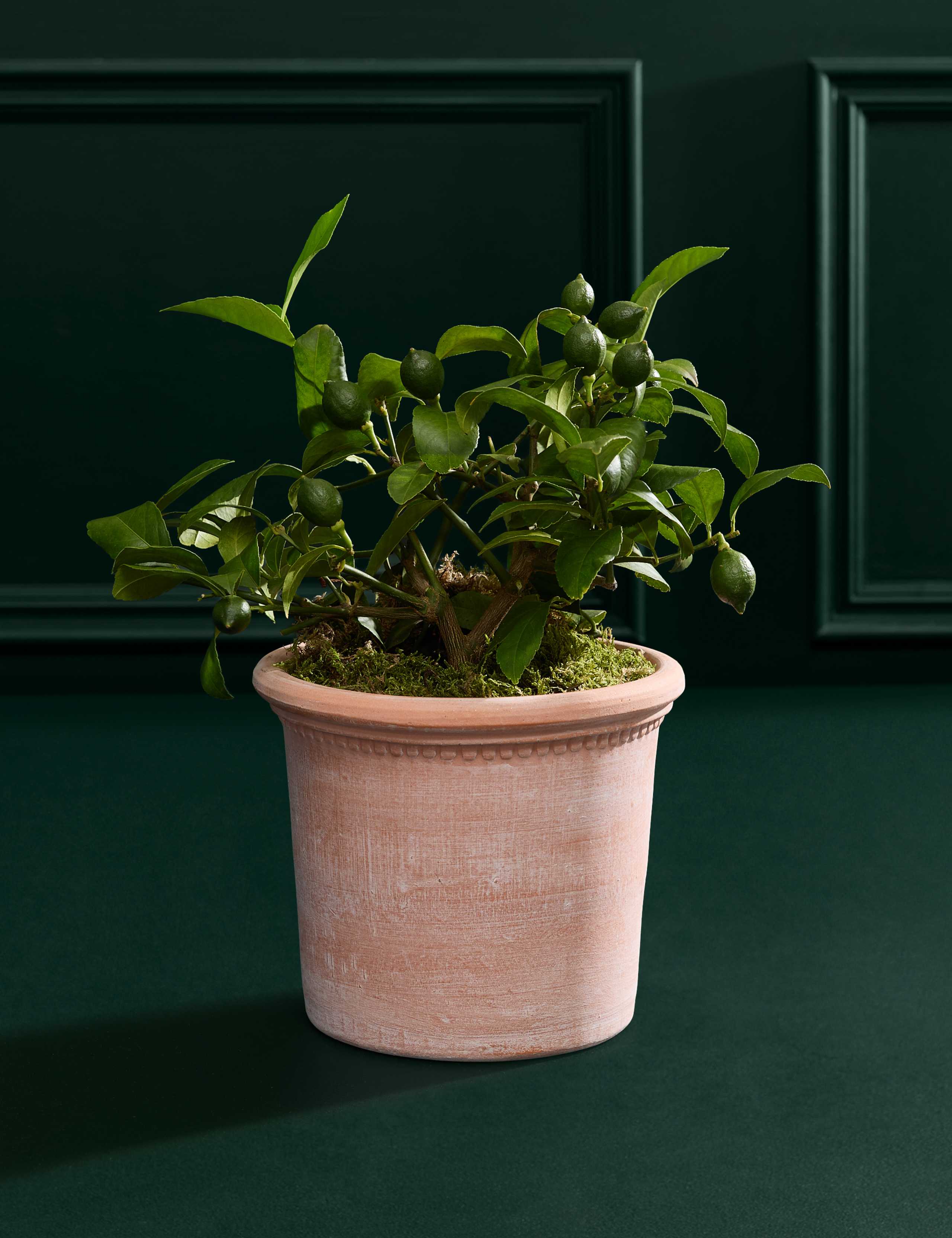 Citrus Plant in Terracotta