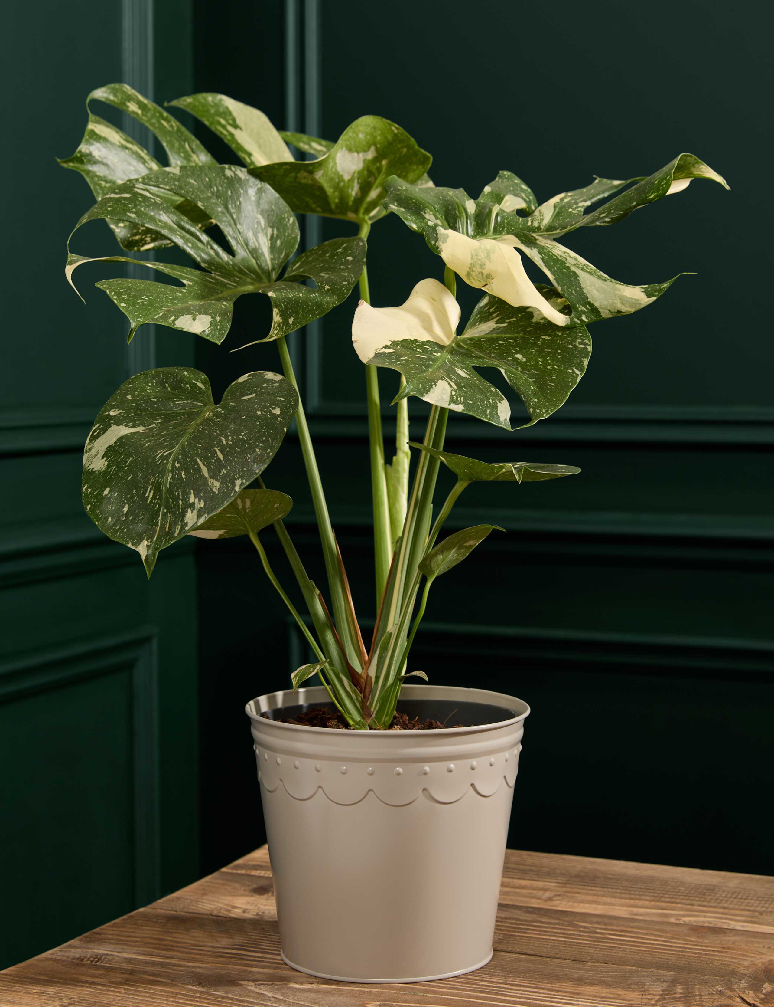 Monstera in Tin Pot