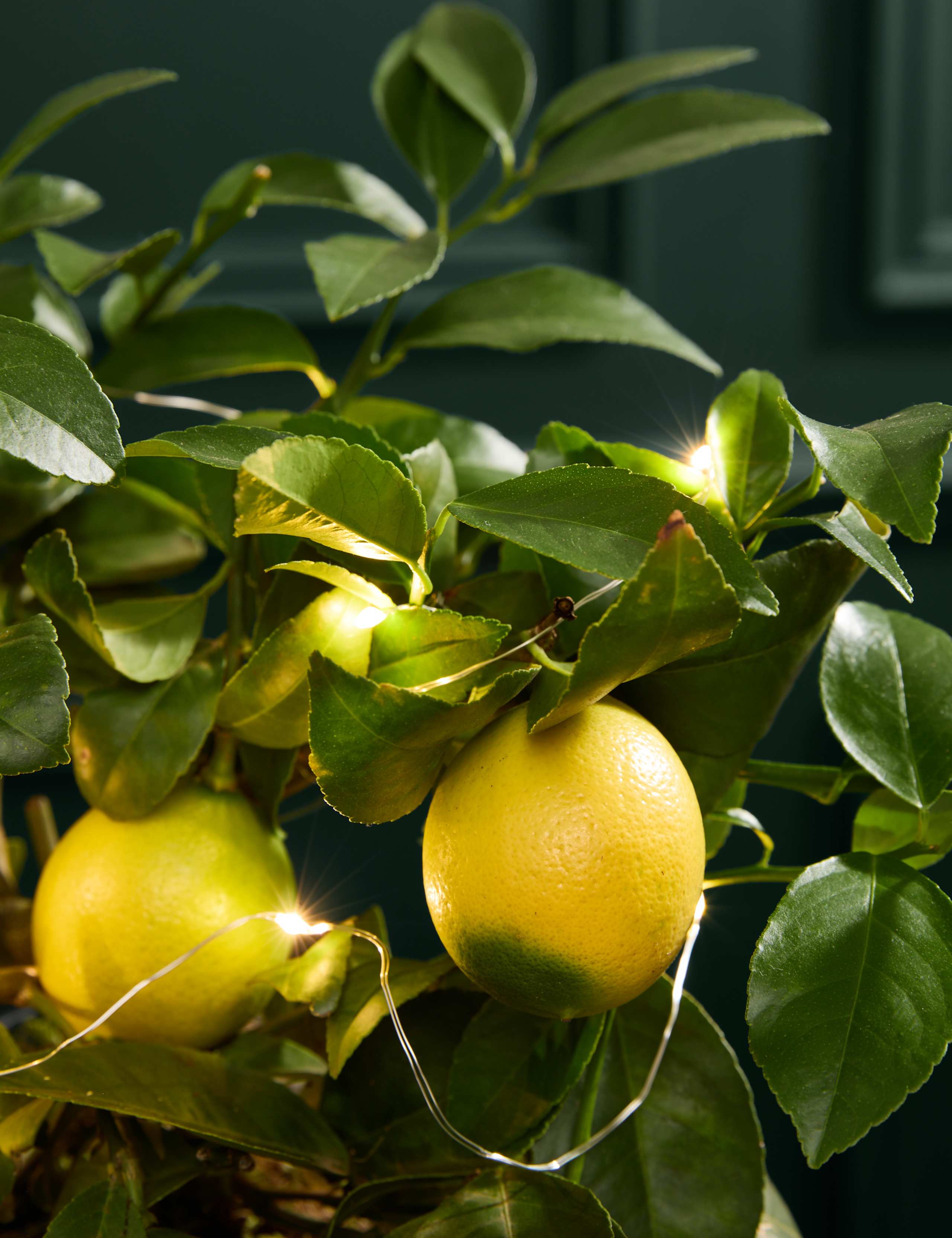 Festive Citrus Tree in Mercury Glass with Lights