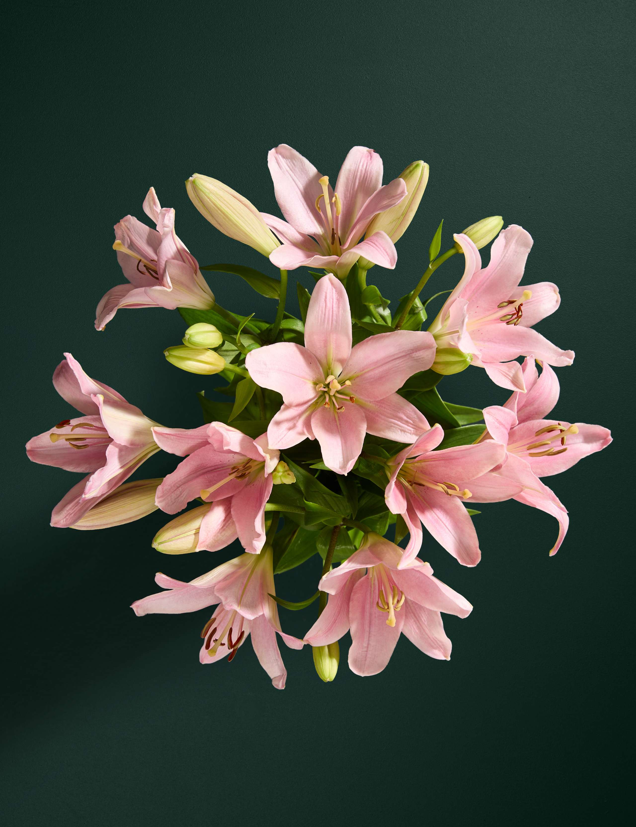 Pink Lily Letterbox Flowers