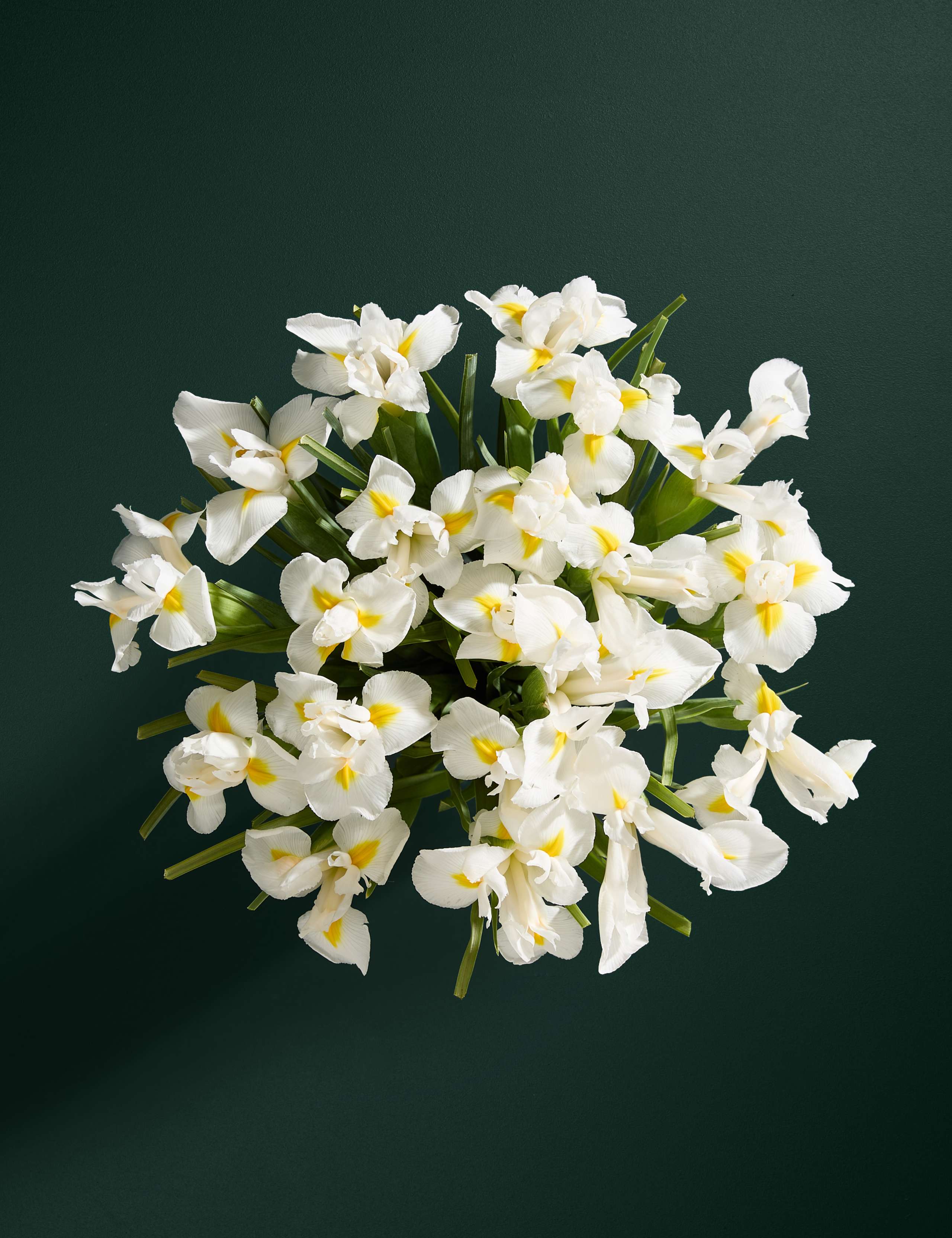 White Iris Letterbox Flowers