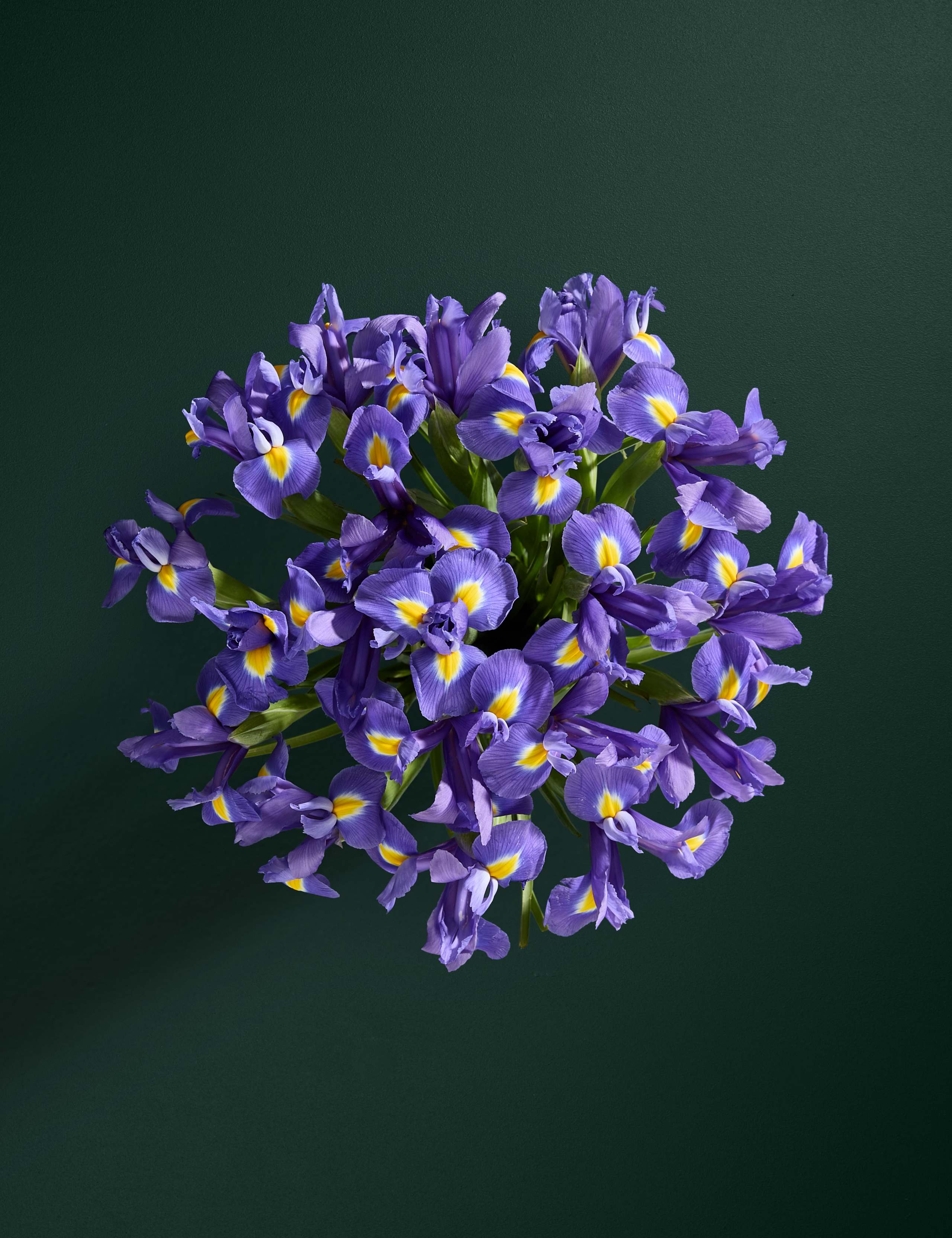 Blue Iris Letterbox Flowers