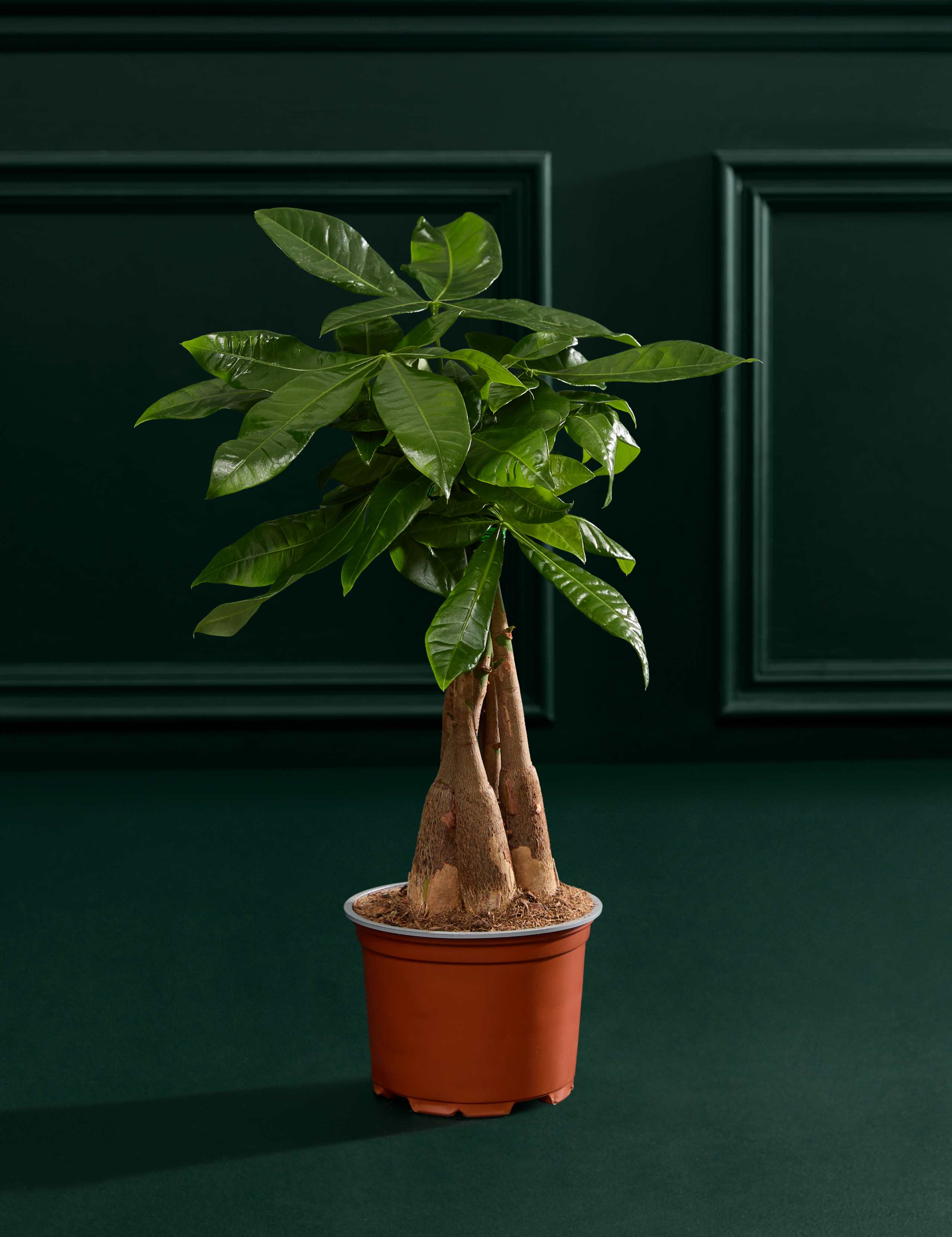 Money Tree In Grow Pot