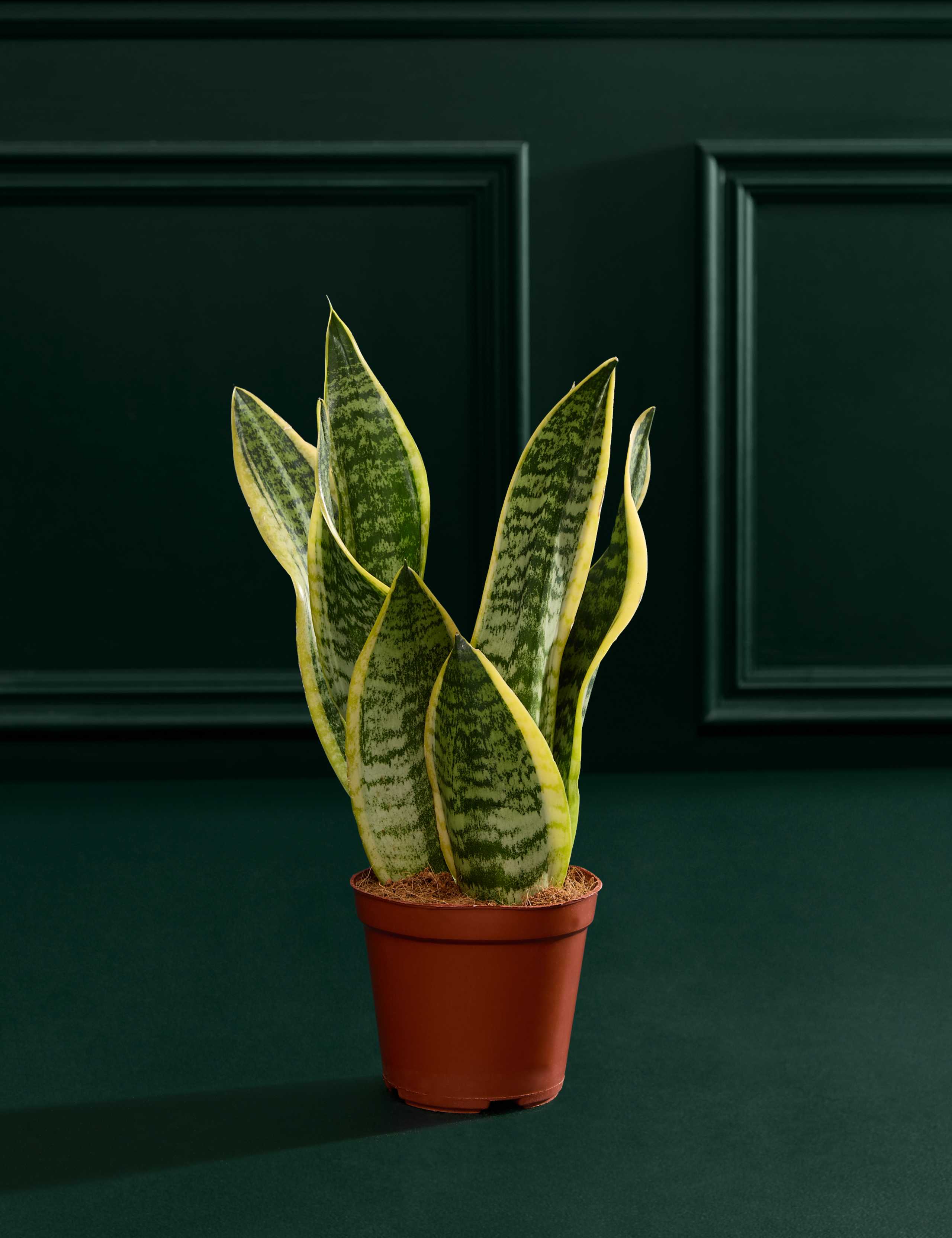 Snake Plant In Grow Pot