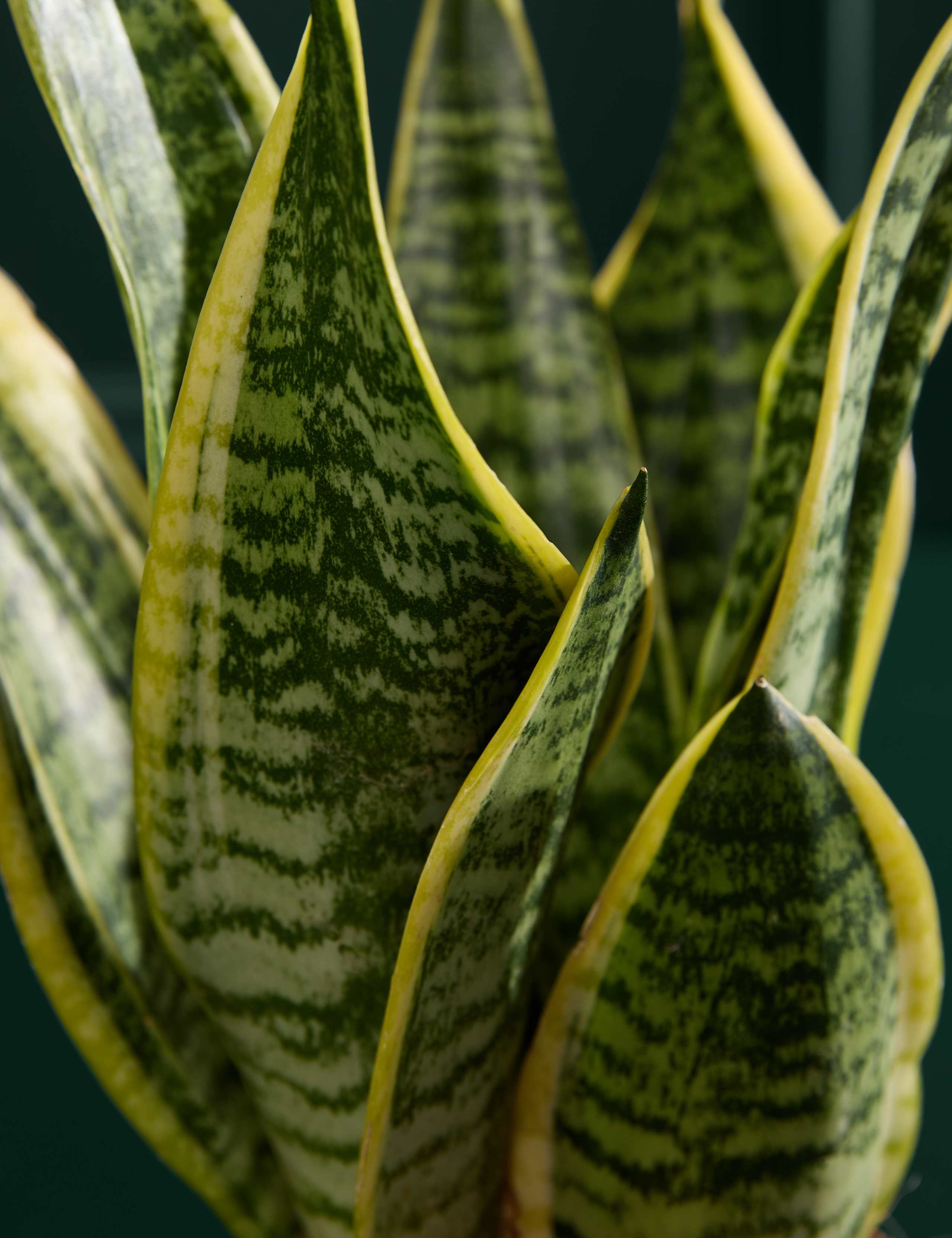 Snake Plant In Grow Pot