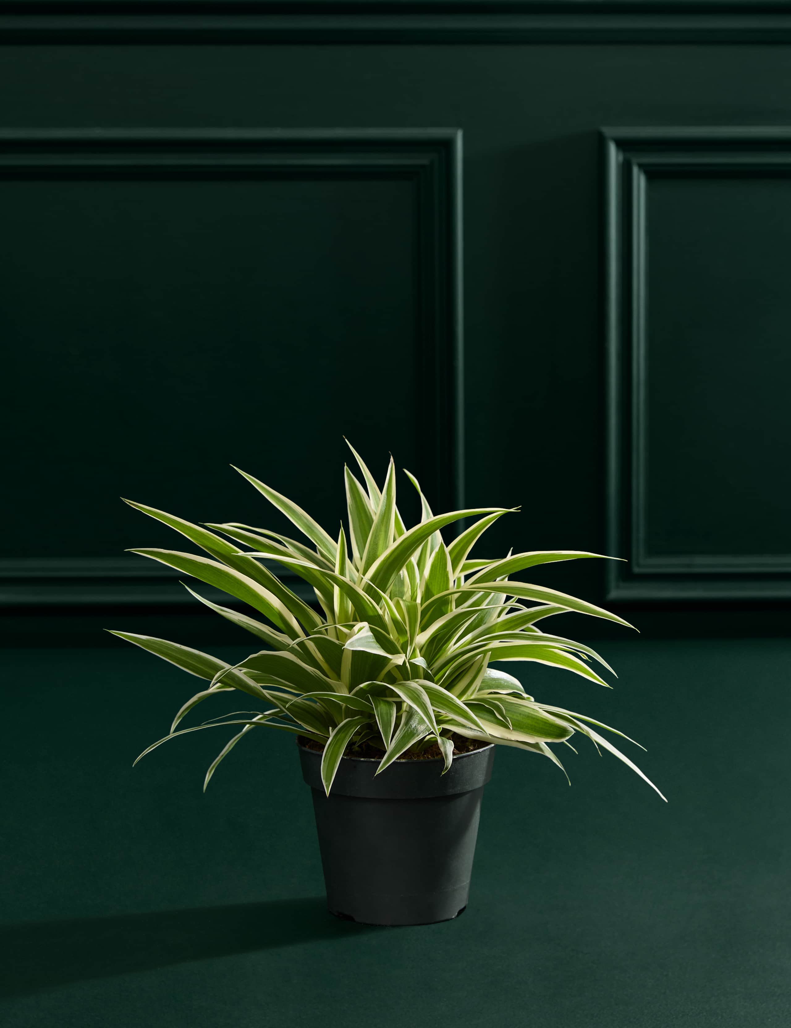 Spider Plant In Grow Pot