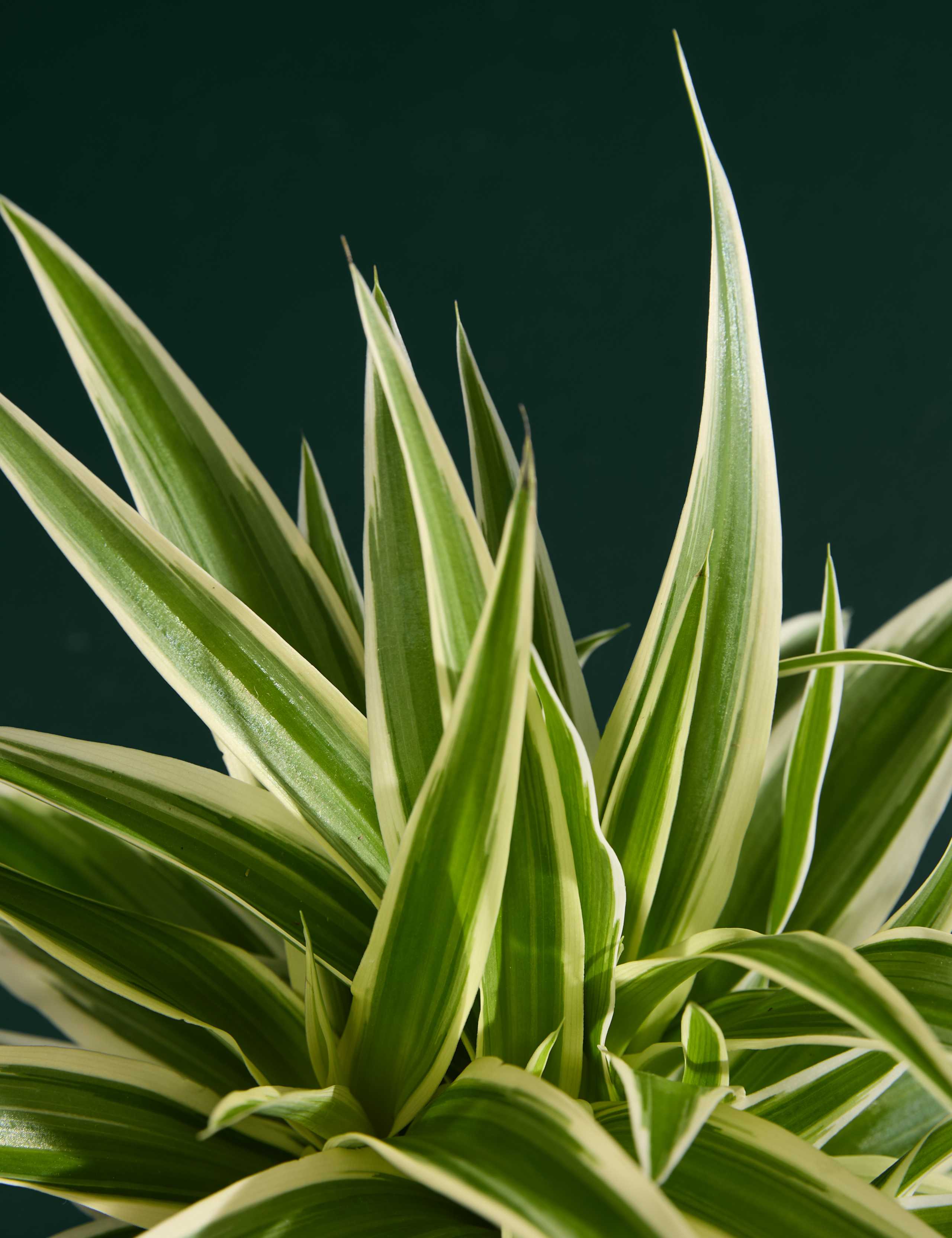Spider Plant In Grow Pot