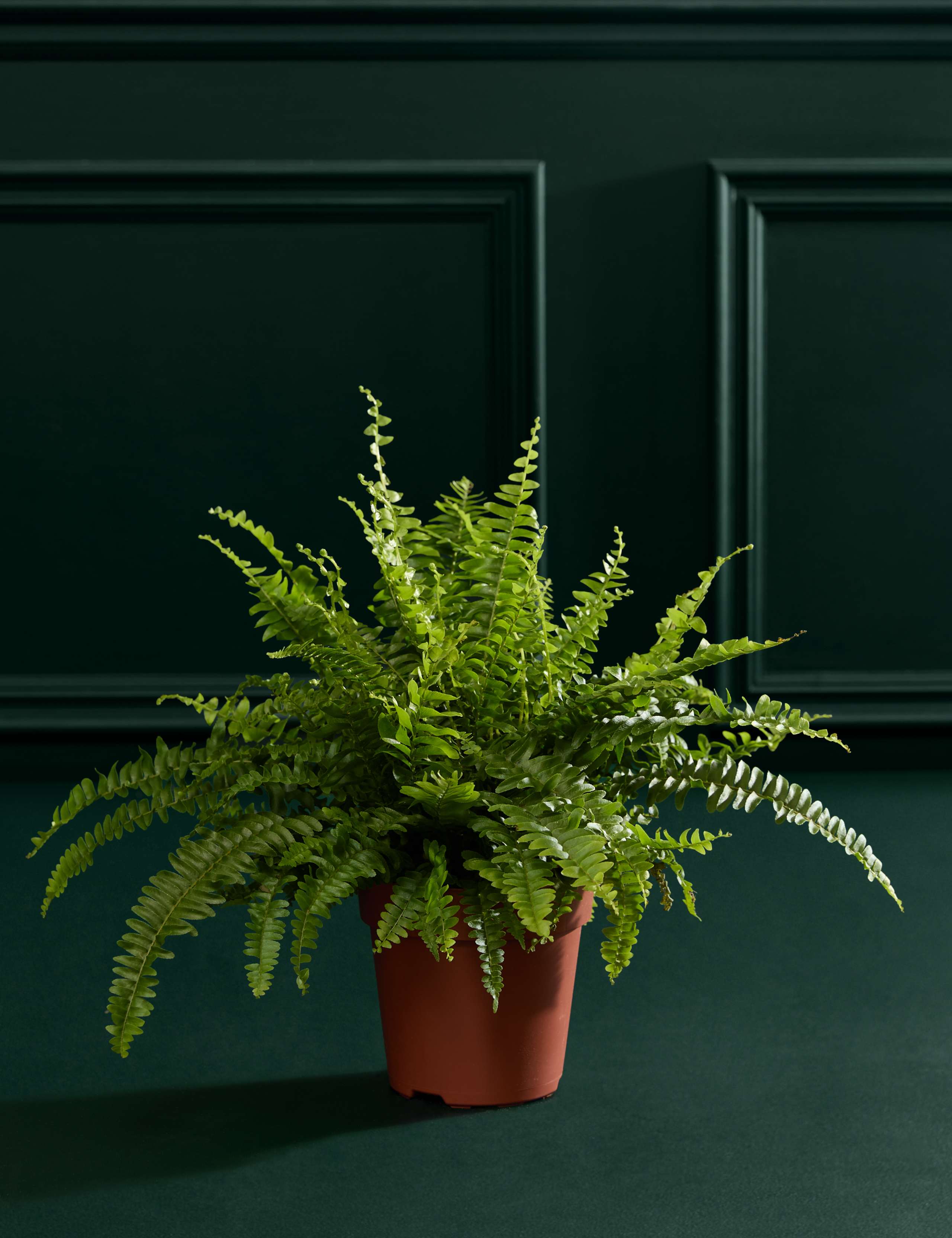 Fern In Grow Pot
