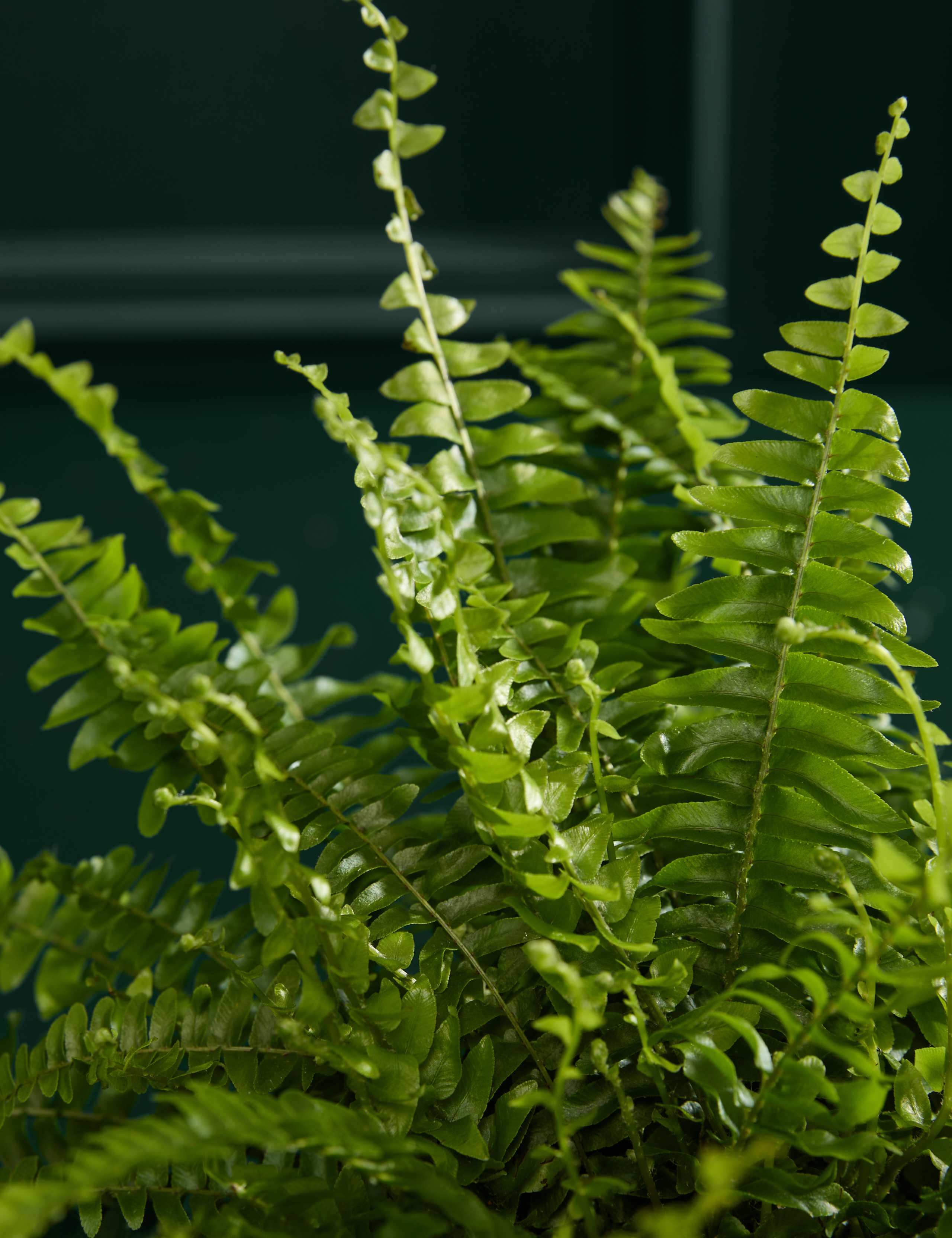 Fern In Grow Pot