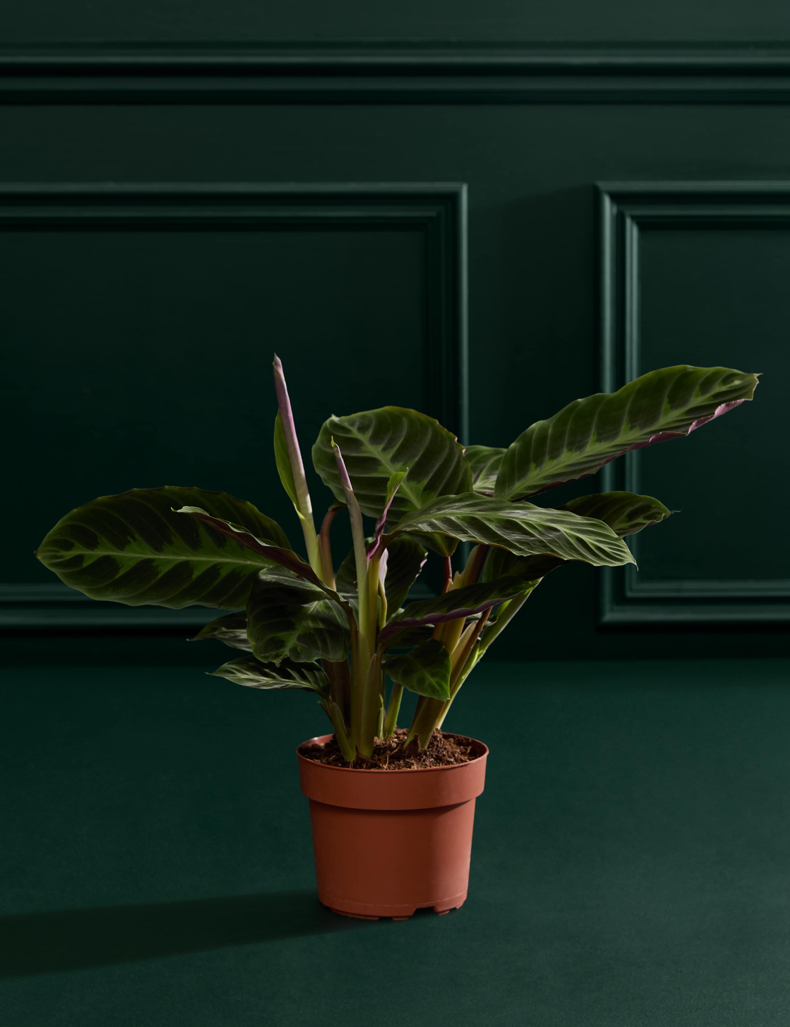 Calathea Warscewiczii In Grow Pot