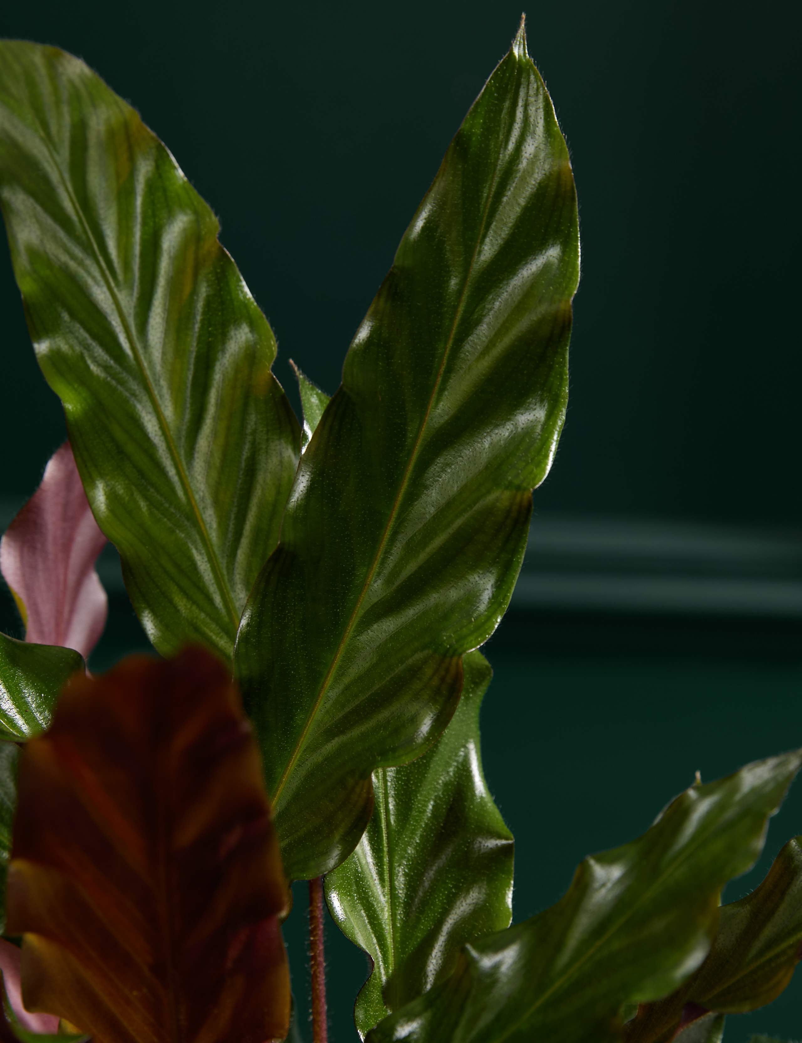 Calathea Rufibarba In Grow Pot